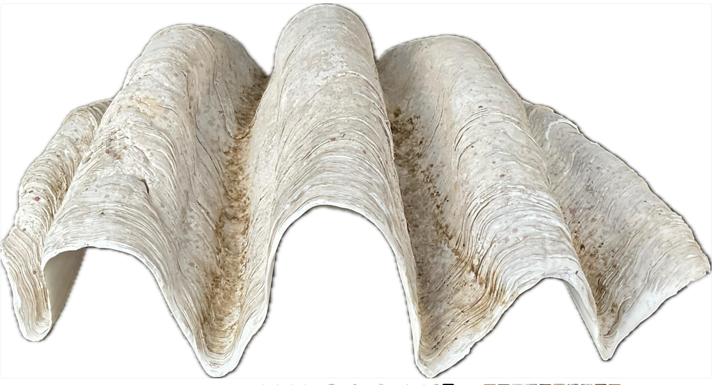 Coquillage Grande coquille naturelle de palourde géante du Pacifique Sud en vente