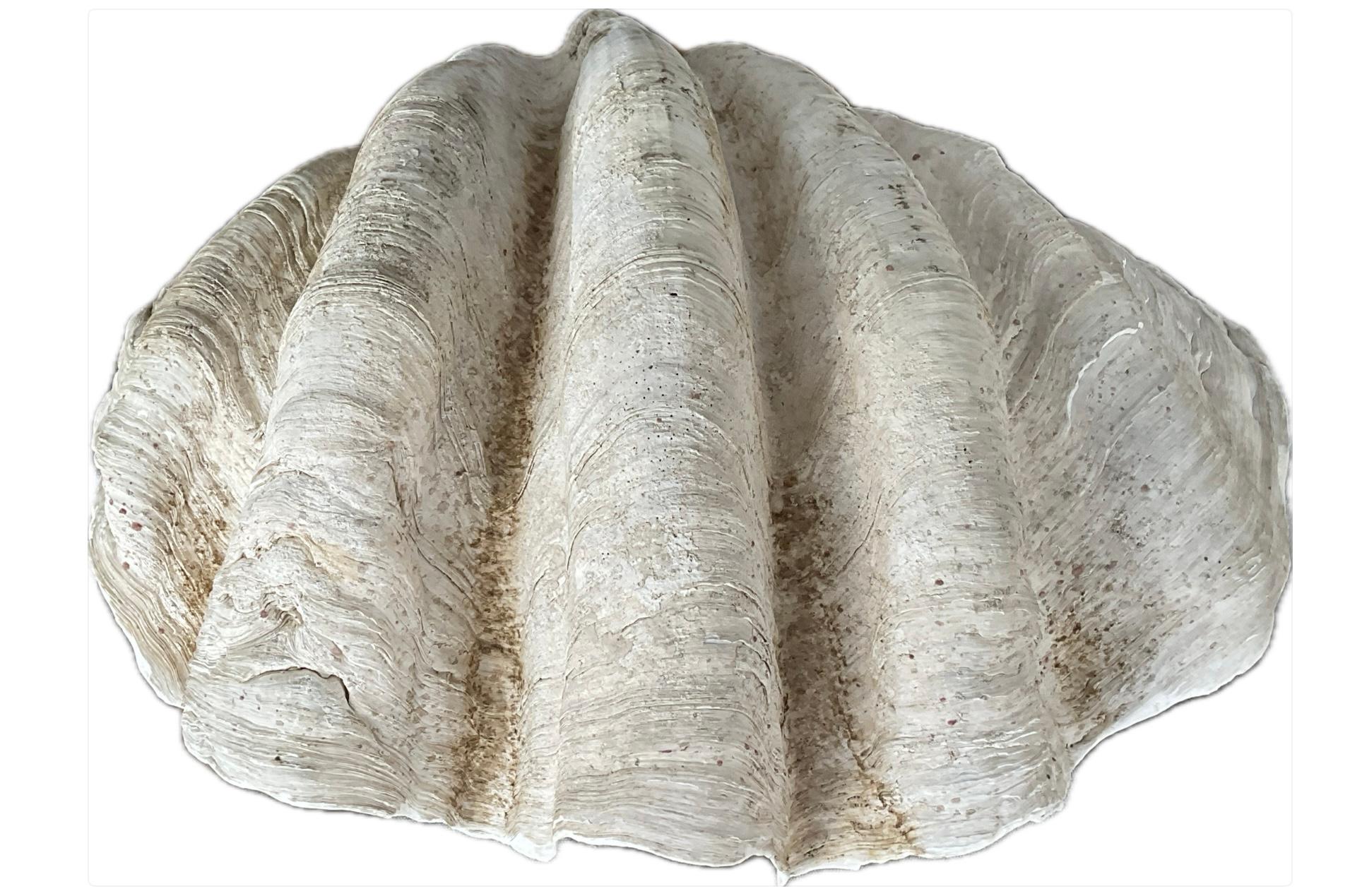 Grande coquille naturelle de palourde géante du Pacifique Sud en vente 1