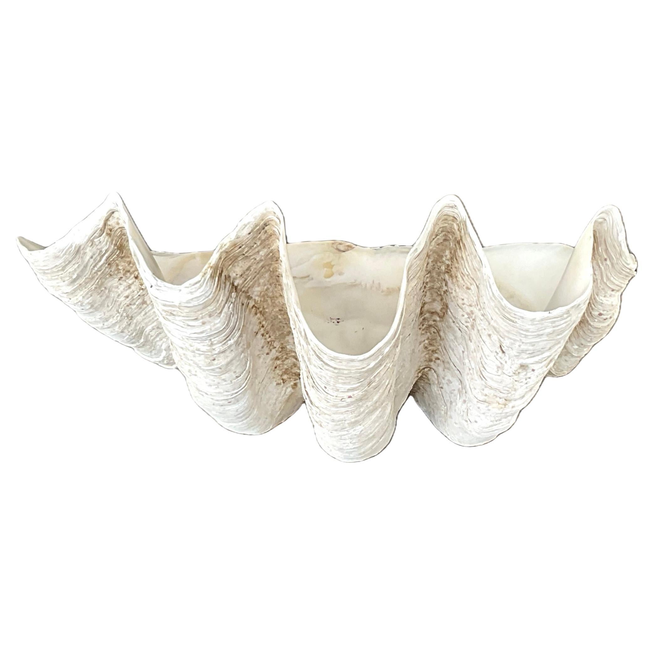 Large Natural South Pacific Giant Clam Shell