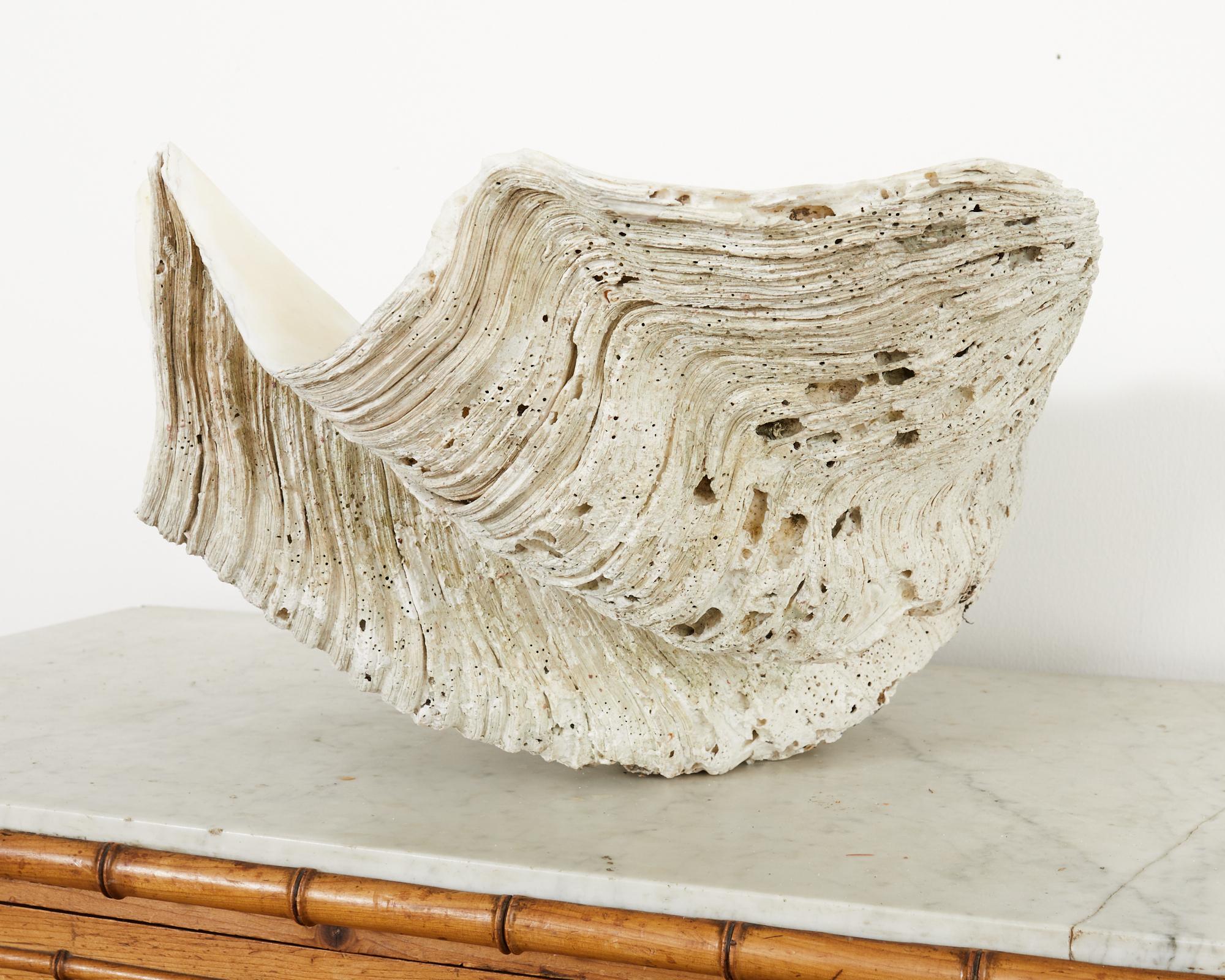 Large Natural South Pacific Giant Clam Shell Specimen For Sale 6