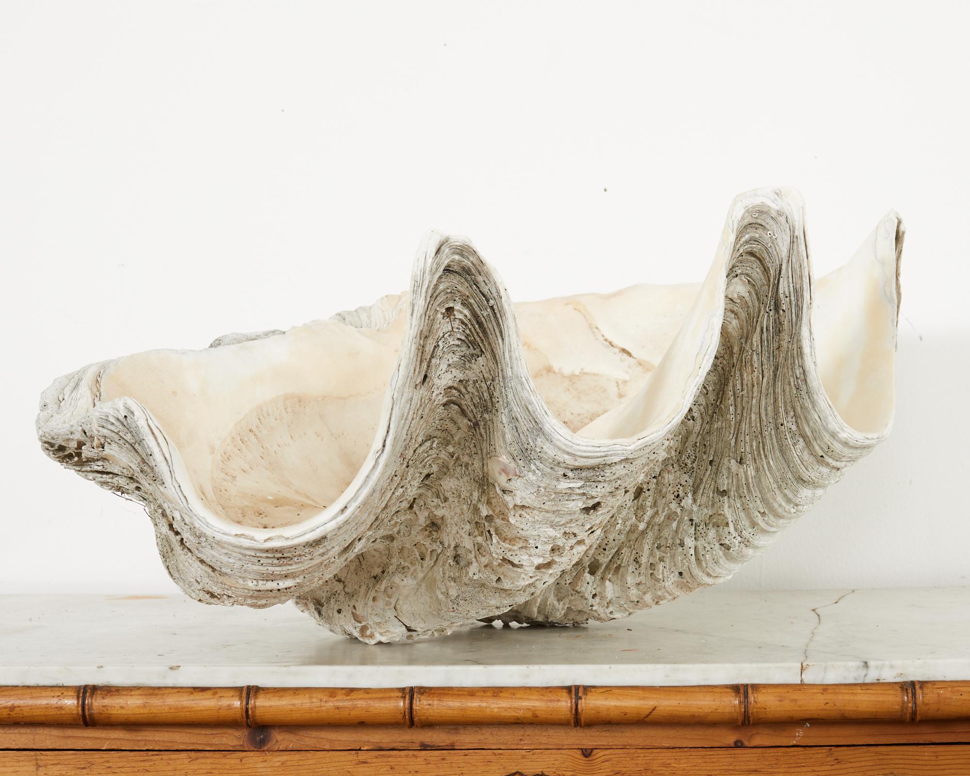 giant clam for sale