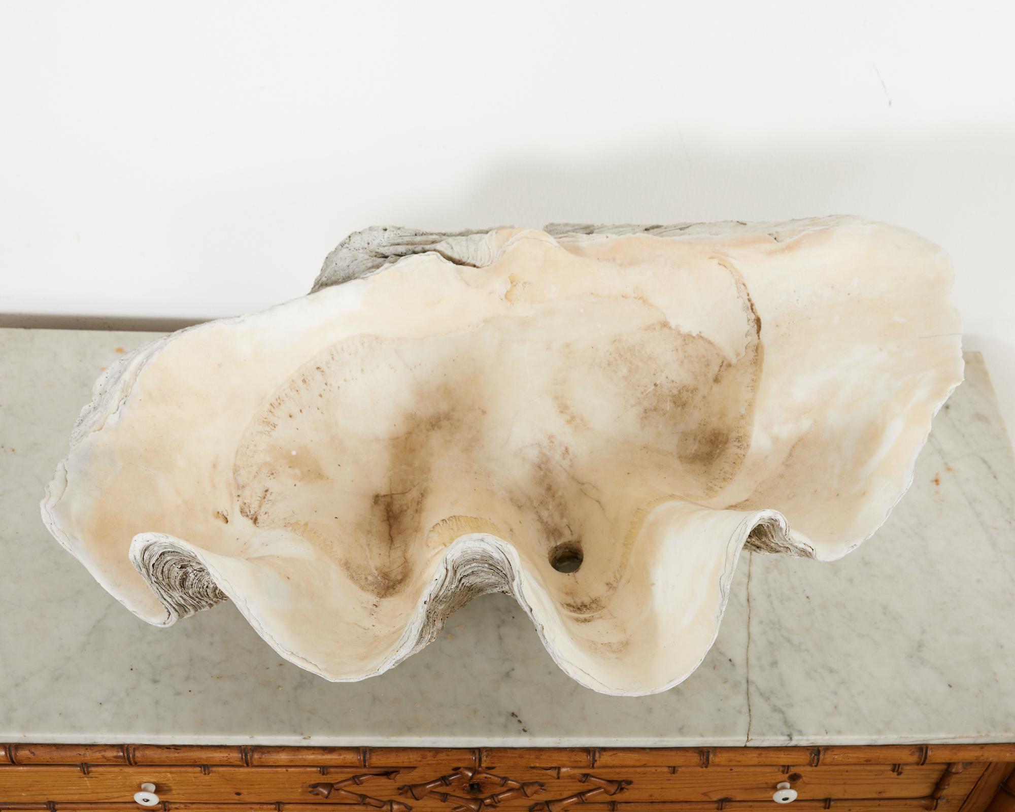 fossilized giant clam shell price