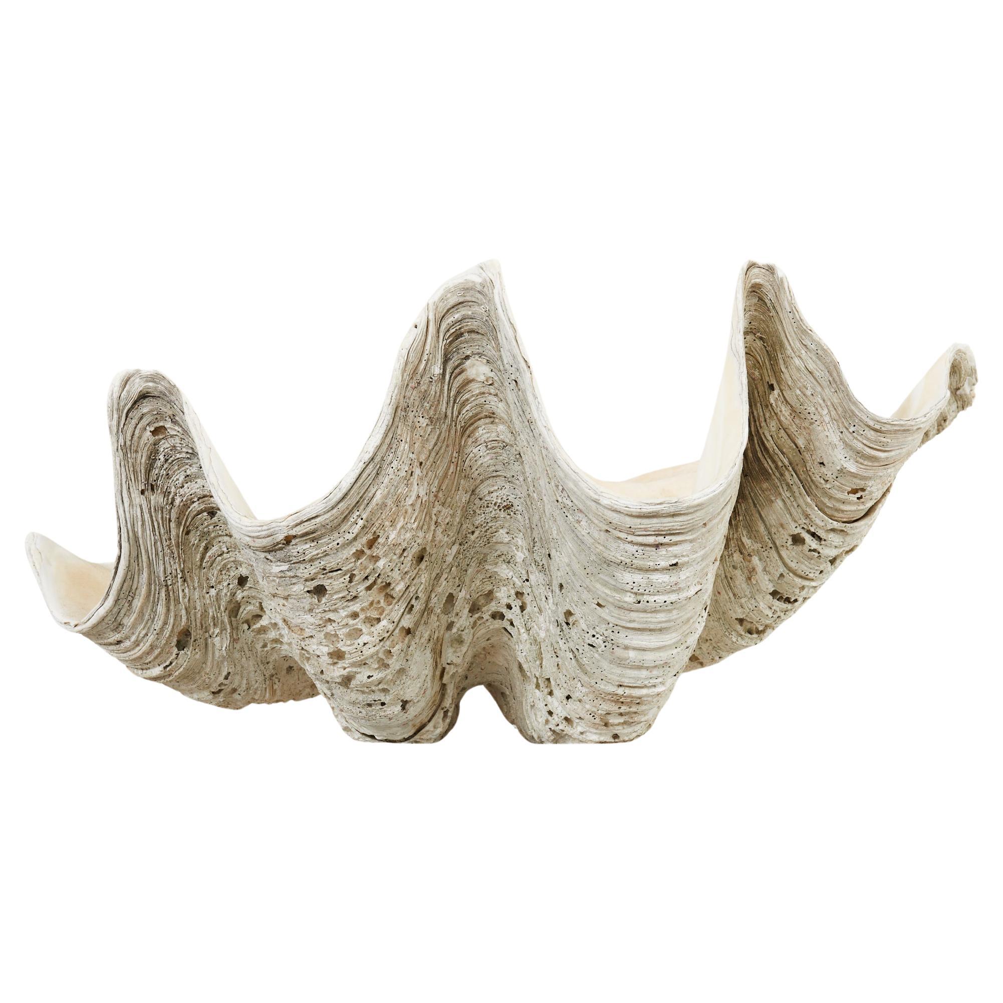 Large Natural South Pacific Giant Clam Shell Specimen For Sale