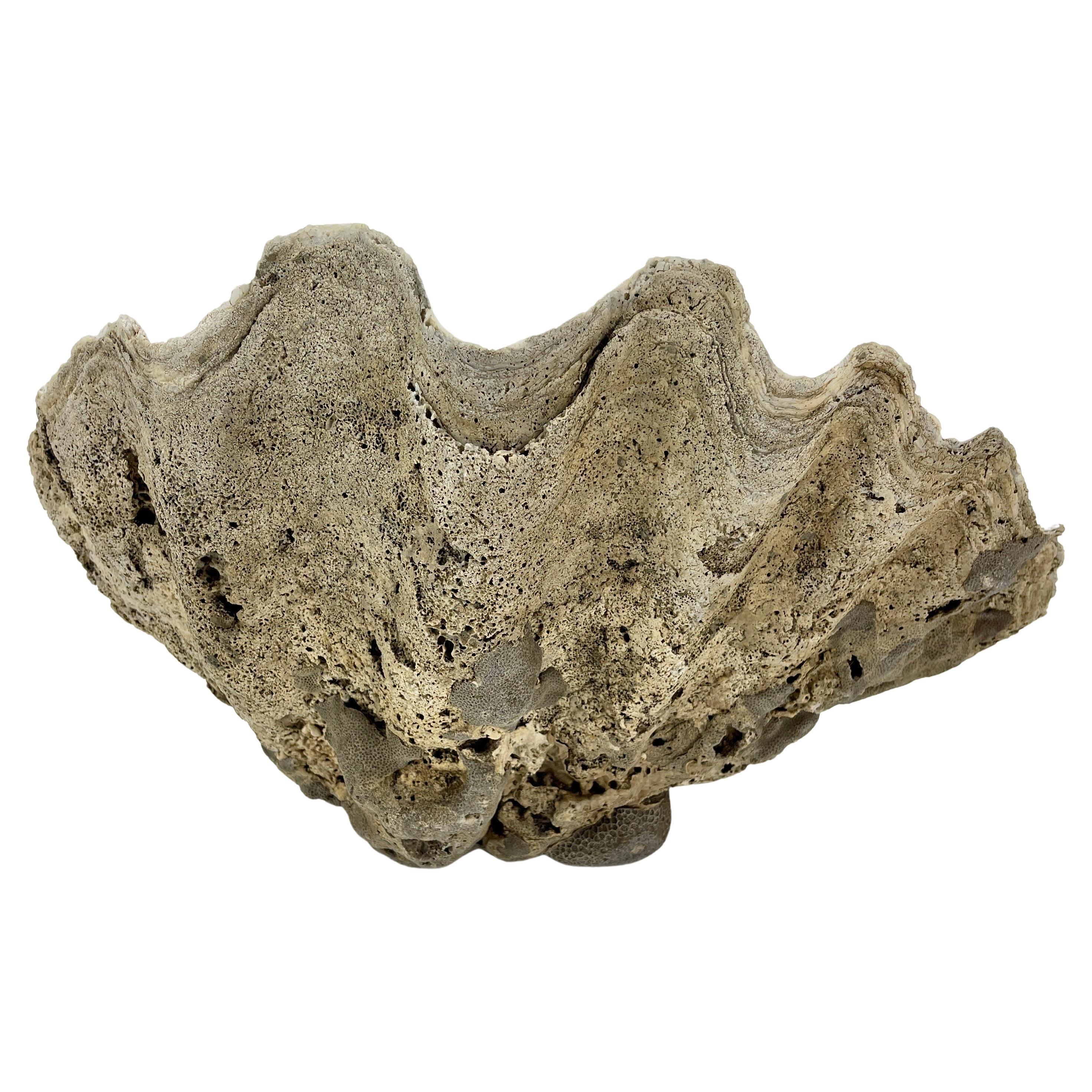 Conchiglia di vongola Tridacna Gigas naturale di grandi dimensioni del Pacifico meridionale 3