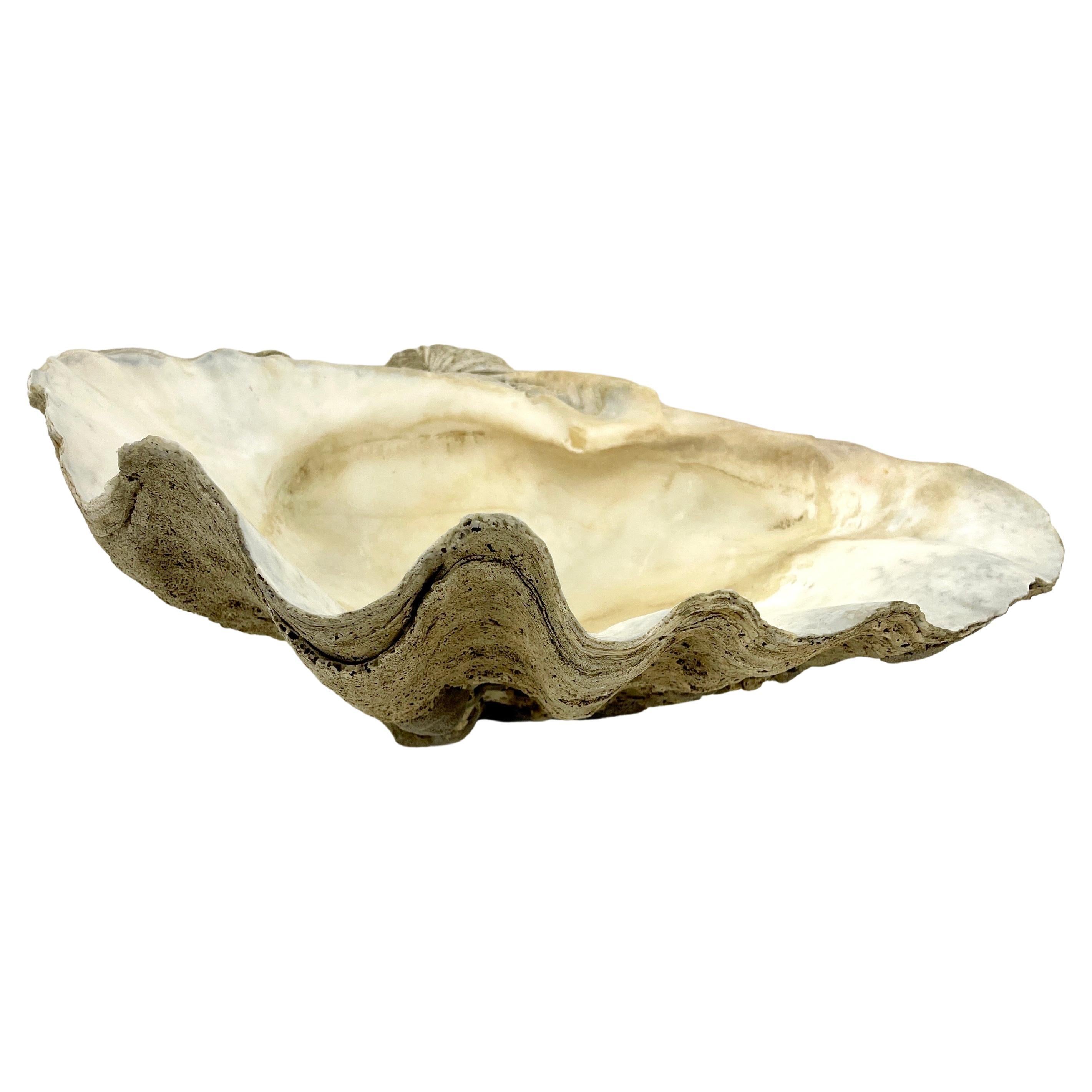 Coquille de palourde Tridacna Gigas du Pacifique Sud

Impressionnant spécimen naturel de coquillage de palourde de grande taille provenant des mers du Pacifique Sud. La palourde vintage présente des détails complexes sur l'extérieur. Cette pièce est