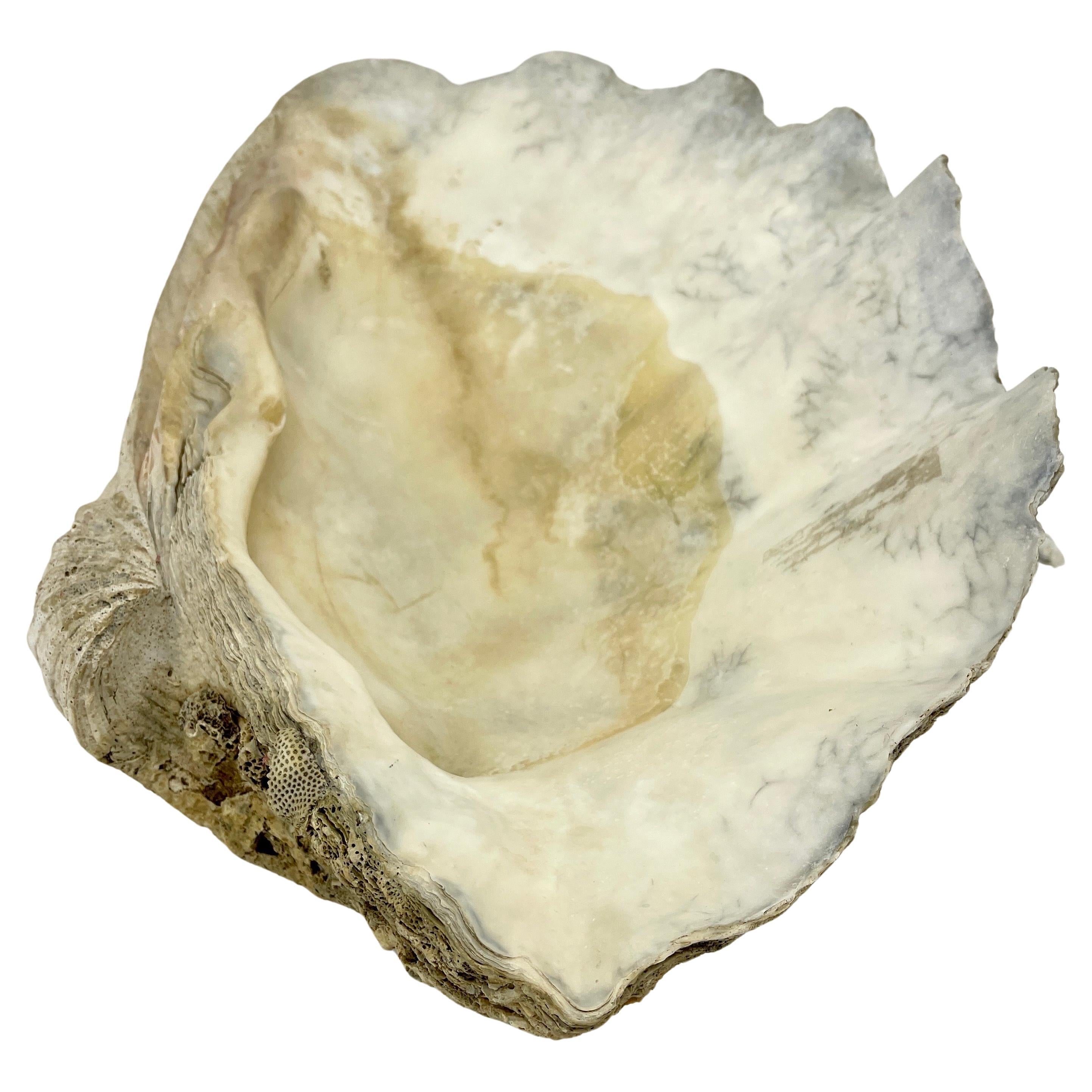 Oceanic Large Natural South Pacific Tridacna Gigas Clam Shell 
