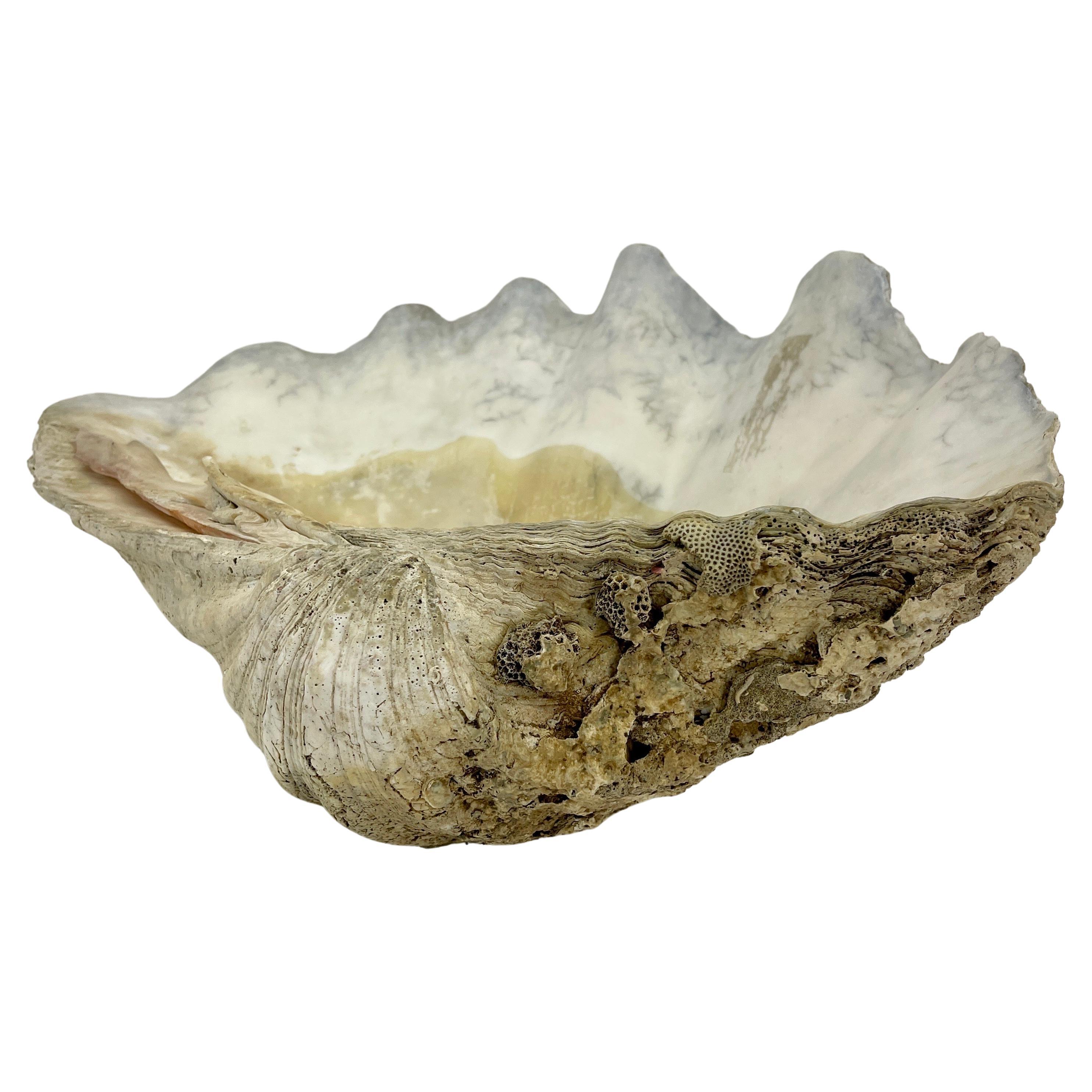 Large Natural South Pacific Tridacna Gigas Clam Shell  In Good Condition In Haddonfield, NJ