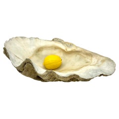 Large Natural South Pacific Tridacna Gigas Clam Shell