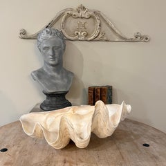 Large Natural South Pacific Tridacna Gigas Giant Clam Shell