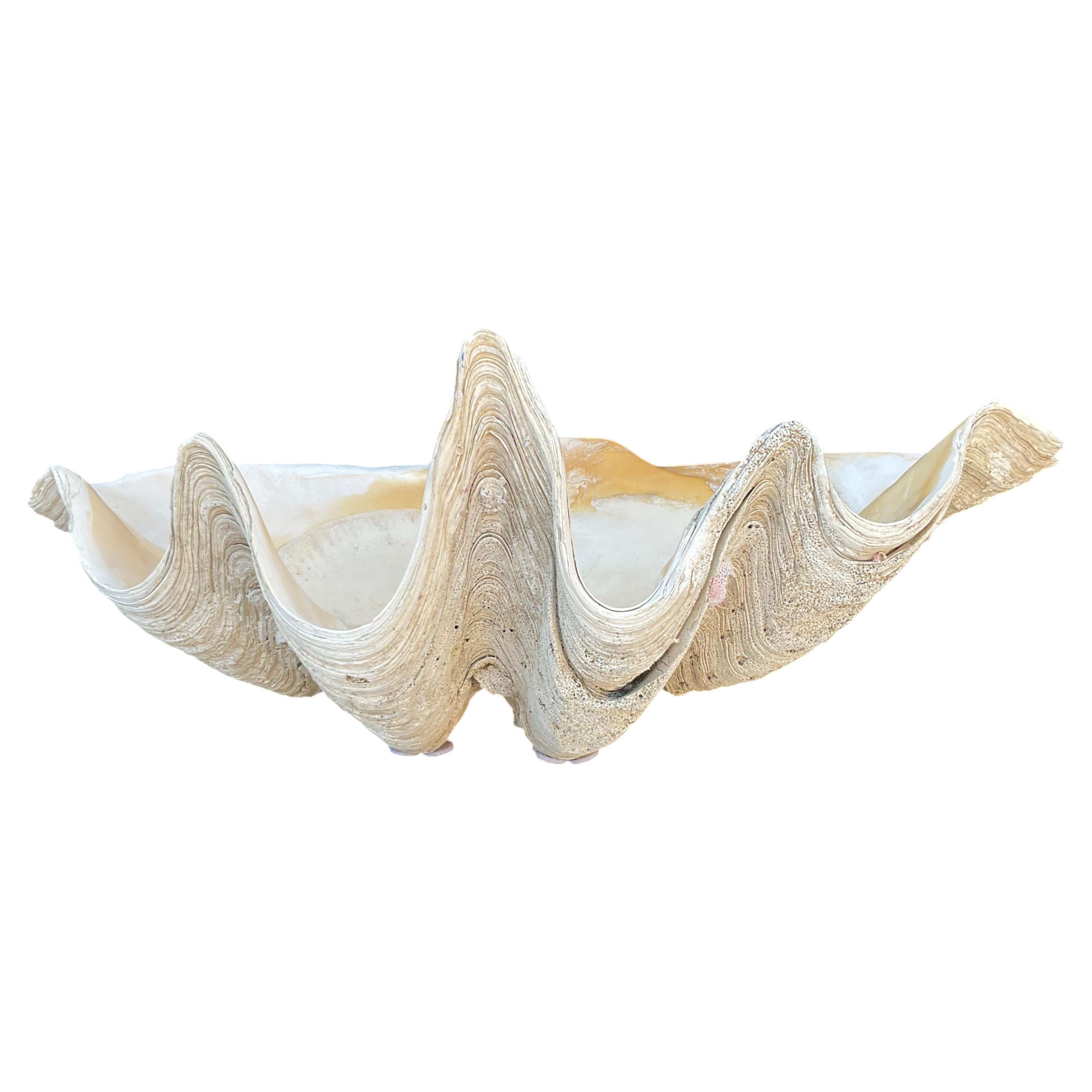 Large Natural South Pacific Tridacna Gigas Giant Clam Shell Specimen ...