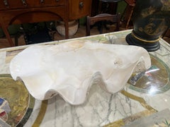Large Natural South Pacific Tridacna Gigas Giant Clam Shell Specimen