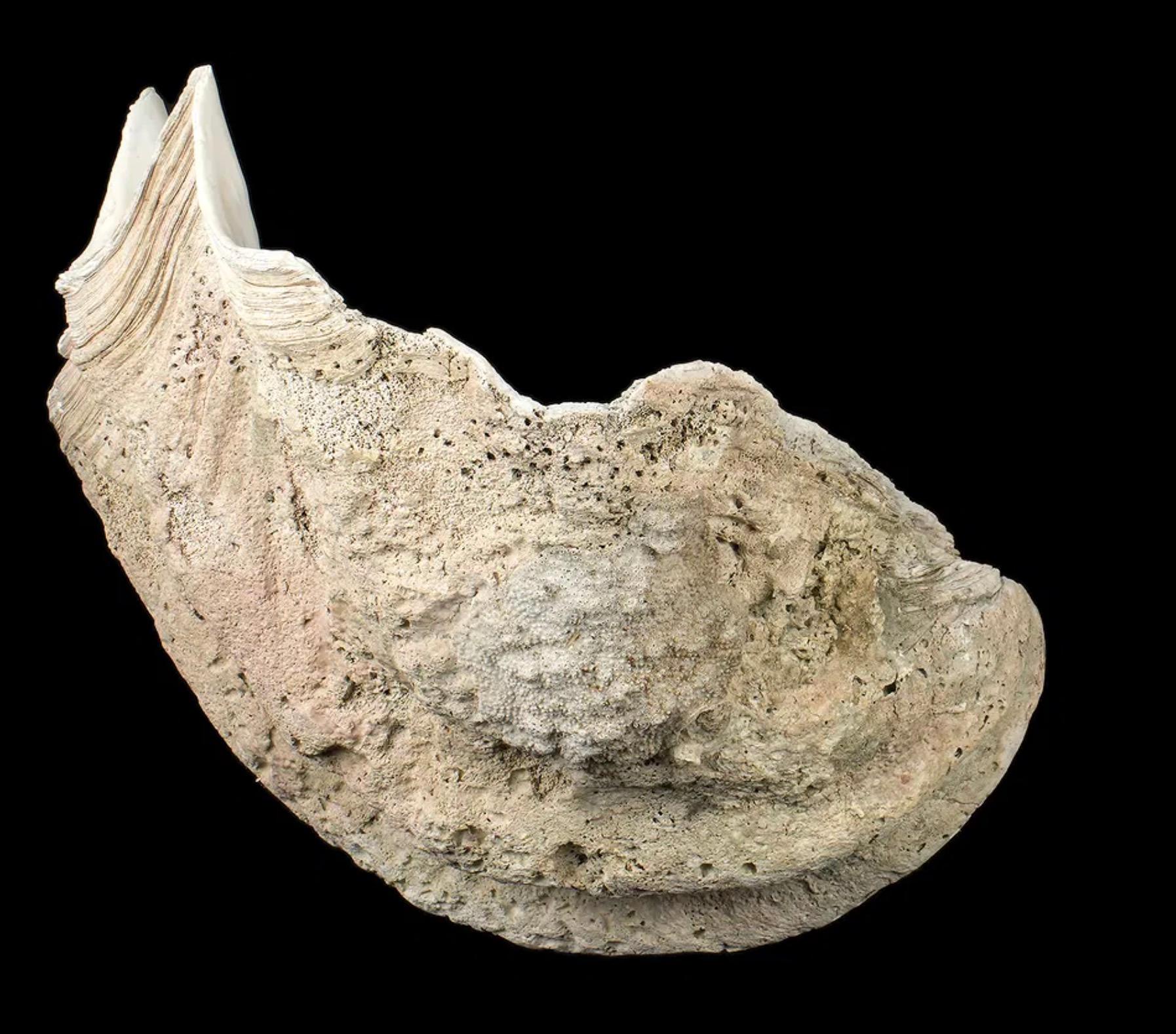 Una straordinaria conchiglia naturale di Tridacna gigas proveniente dal Pacifico meridionale, con bordi profondamente smerlati, dettagli eccezionali e una superficie luminosa e calcificata.

Essendo la più grande specie vivente di mollusco bivalve,