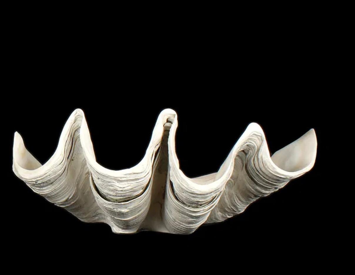 Una straordinaria conchiglia naturale di Tridacna gigas proveniente dal Pacifico meridionale, che presenta bordi profondamente smerlati, una consistenza eccezionale e una superficie luminosa e calcificata.

Essendo la più grande specie vivente di