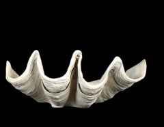 Grande esemplare naturale di conchiglia di vongola gigante Tridacna Gigas del Pacifico meridionale