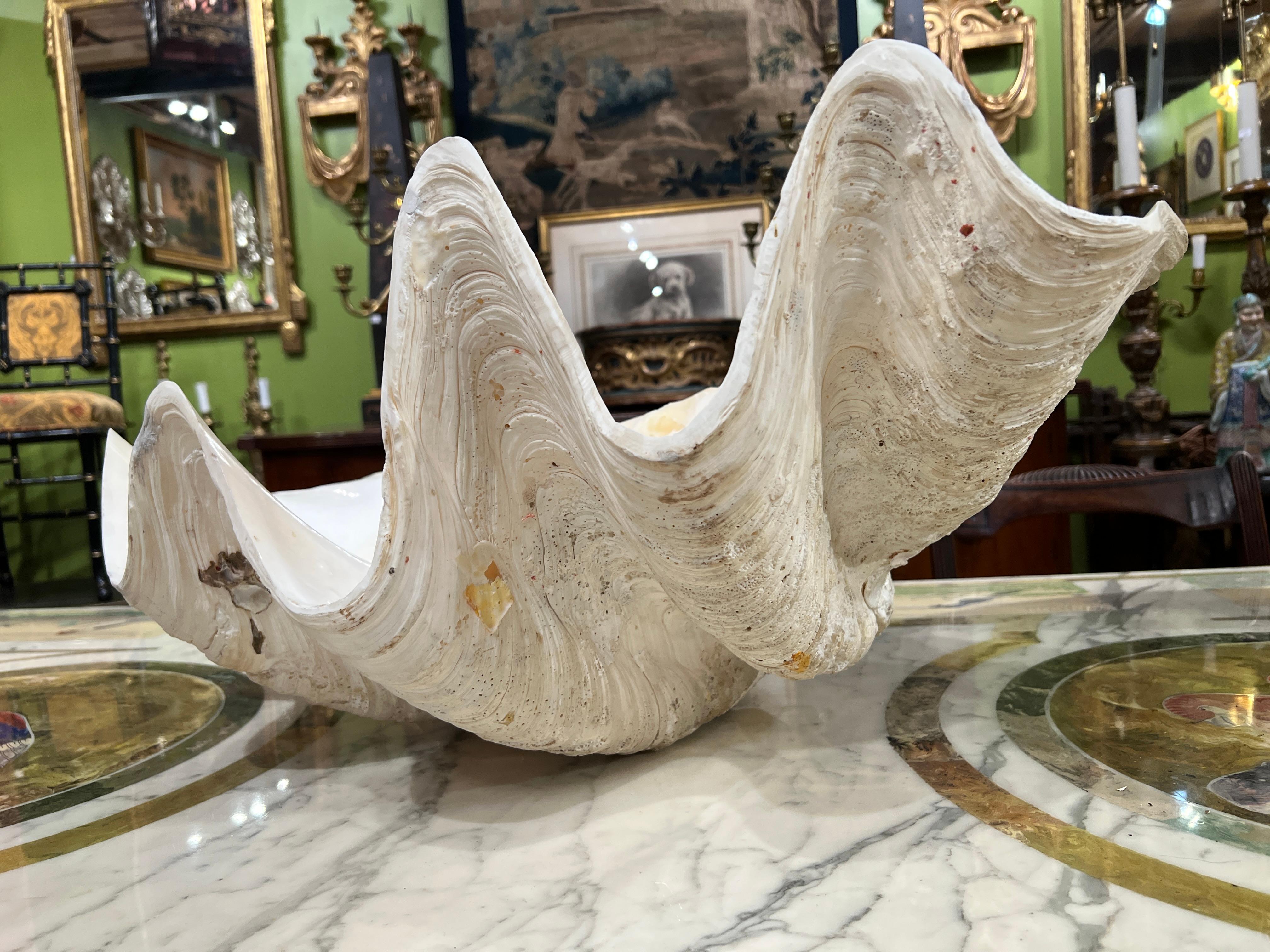 Isole del Pacifico Grande esemplare naturale di conchiglia di vongola gigante Tridacna Gigas del Pacifico meridionale in vendita