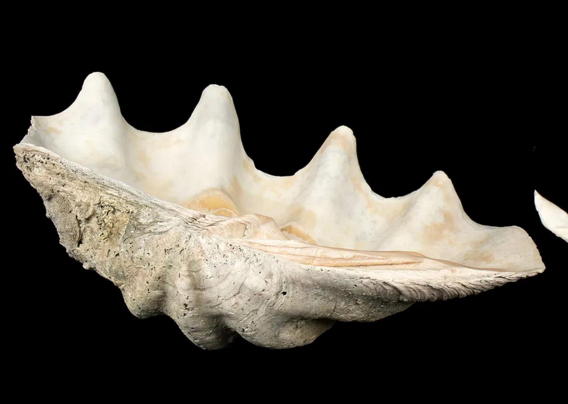 Romano classico Grande esemplare naturale di conchiglia di vongola gigante Tridacna Gigas del Pacifico meridionale in vendita