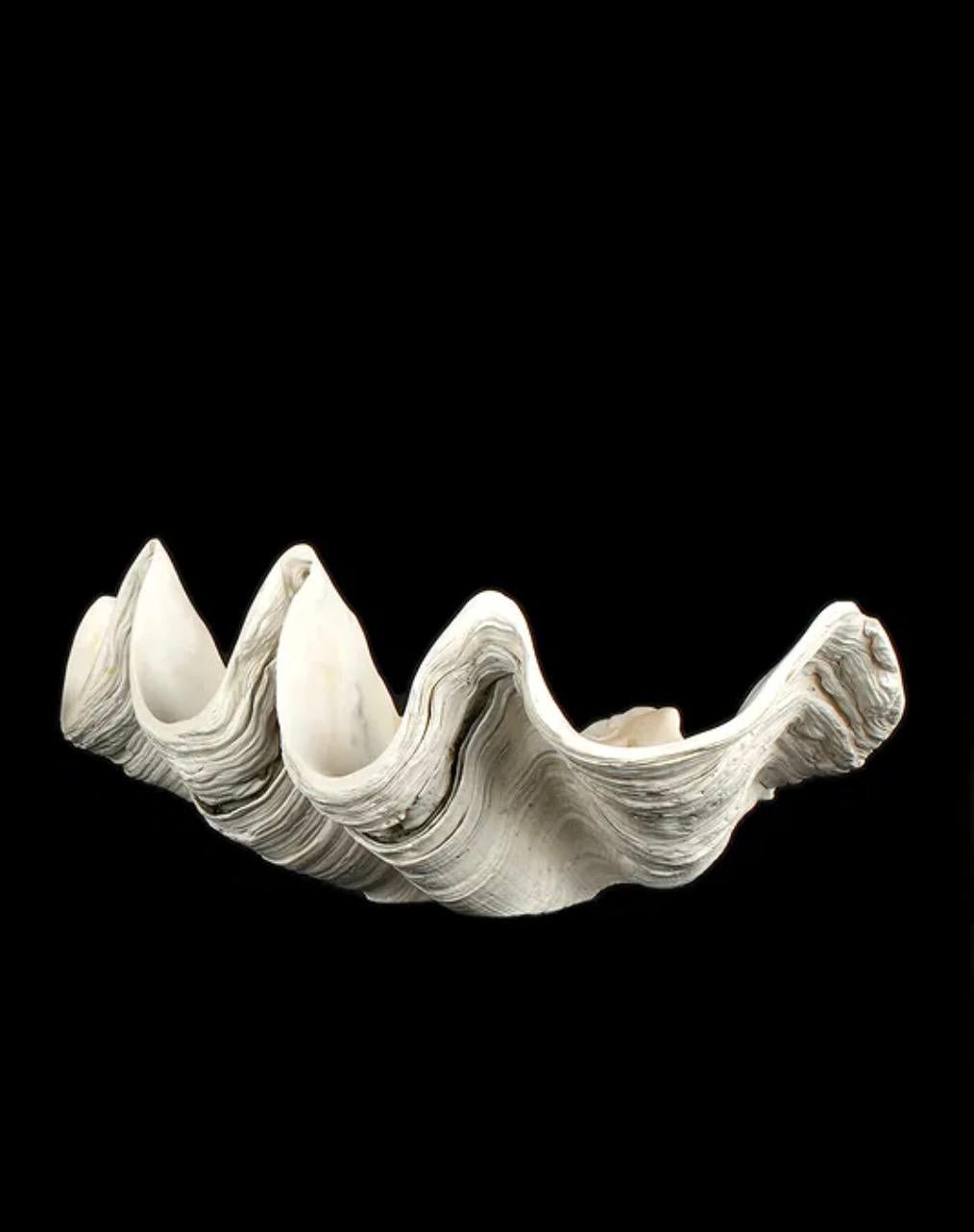 Romano classico Grande esemplare naturale di conchiglia di vongola gigante Tridacna Gigas del Pacifico meridionale in vendita