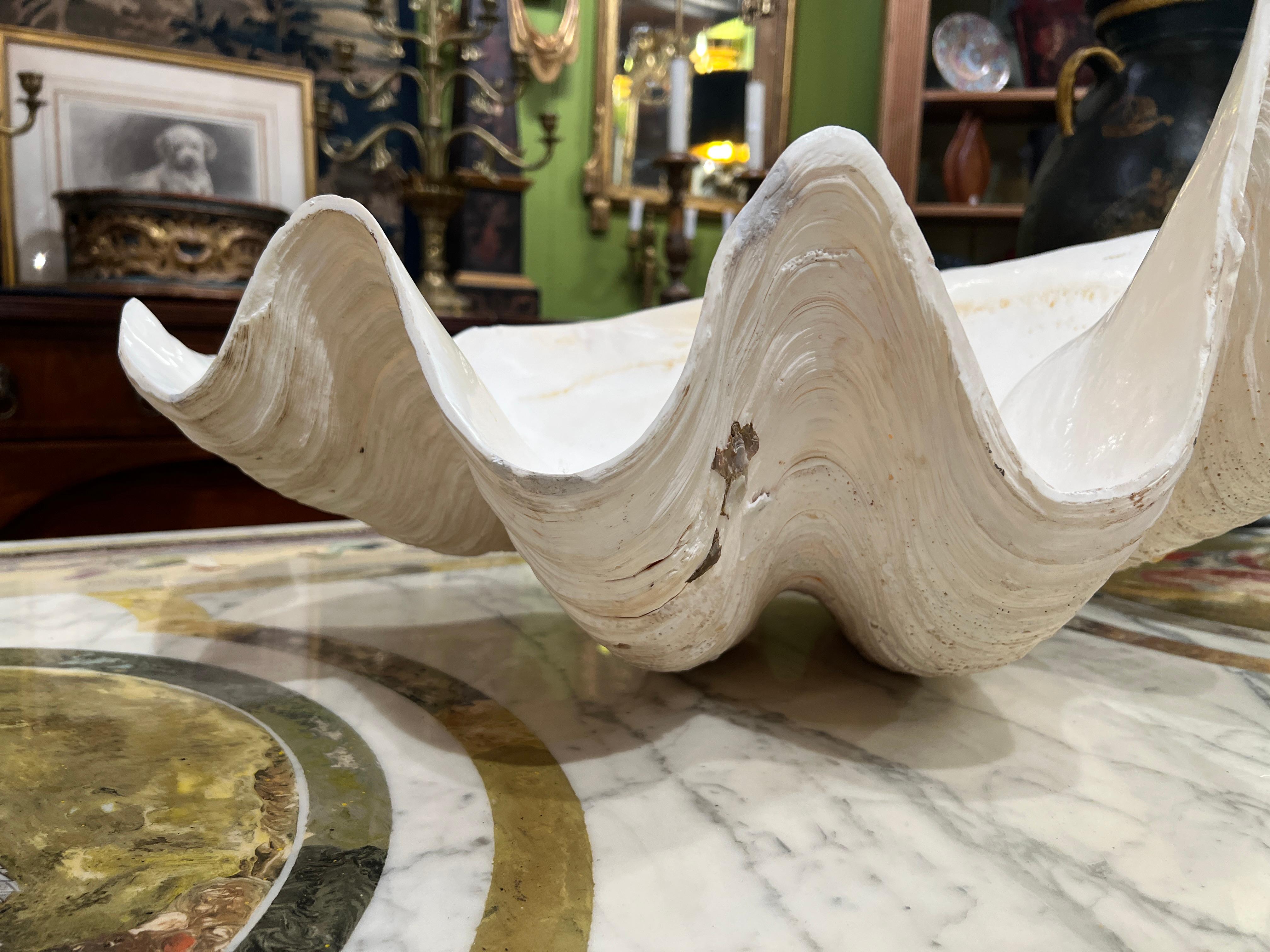Grande esemplare naturale di conchiglia di vongola gigante Tridacna Gigas del Pacifico meridionale In condizioni buone in vendita a Atlanta, GA