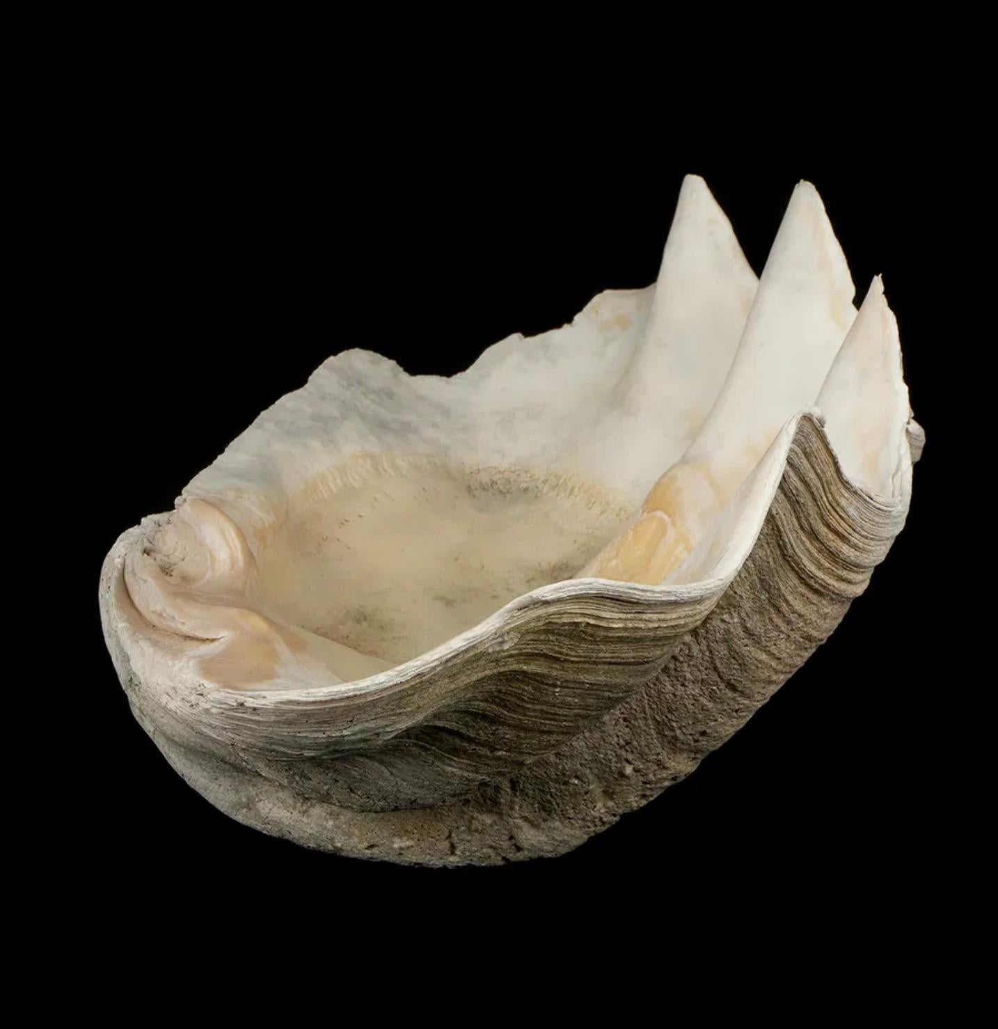 Sud-est asiatico Grande esemplare naturale di conchiglia di vongola gigante Tridacna Gigas del Pacifico meridionale in vendita