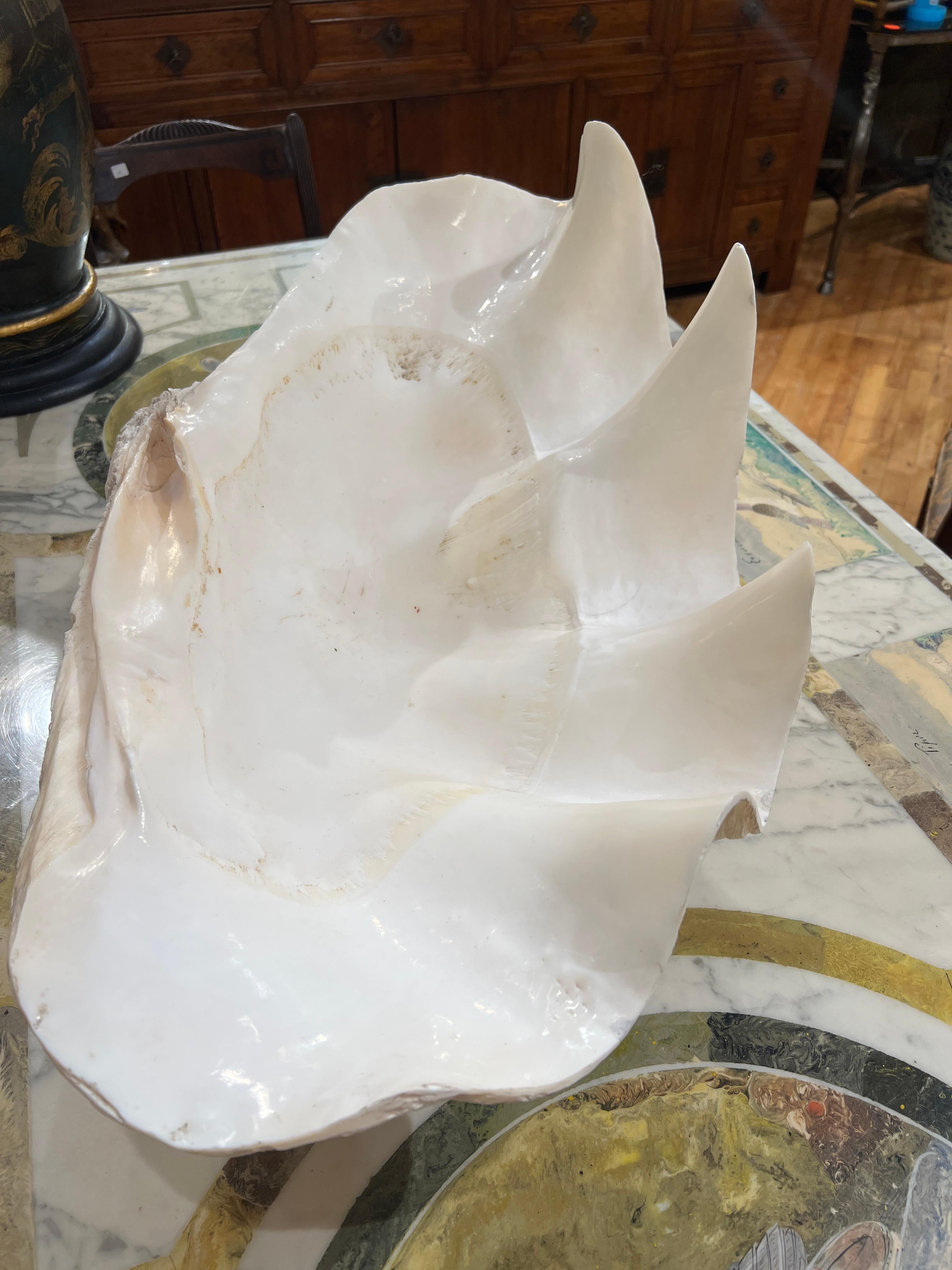 XX secolo Grande esemplare naturale di conchiglia di vongola gigante Tridacna Gigas del Pacifico meridionale in vendita