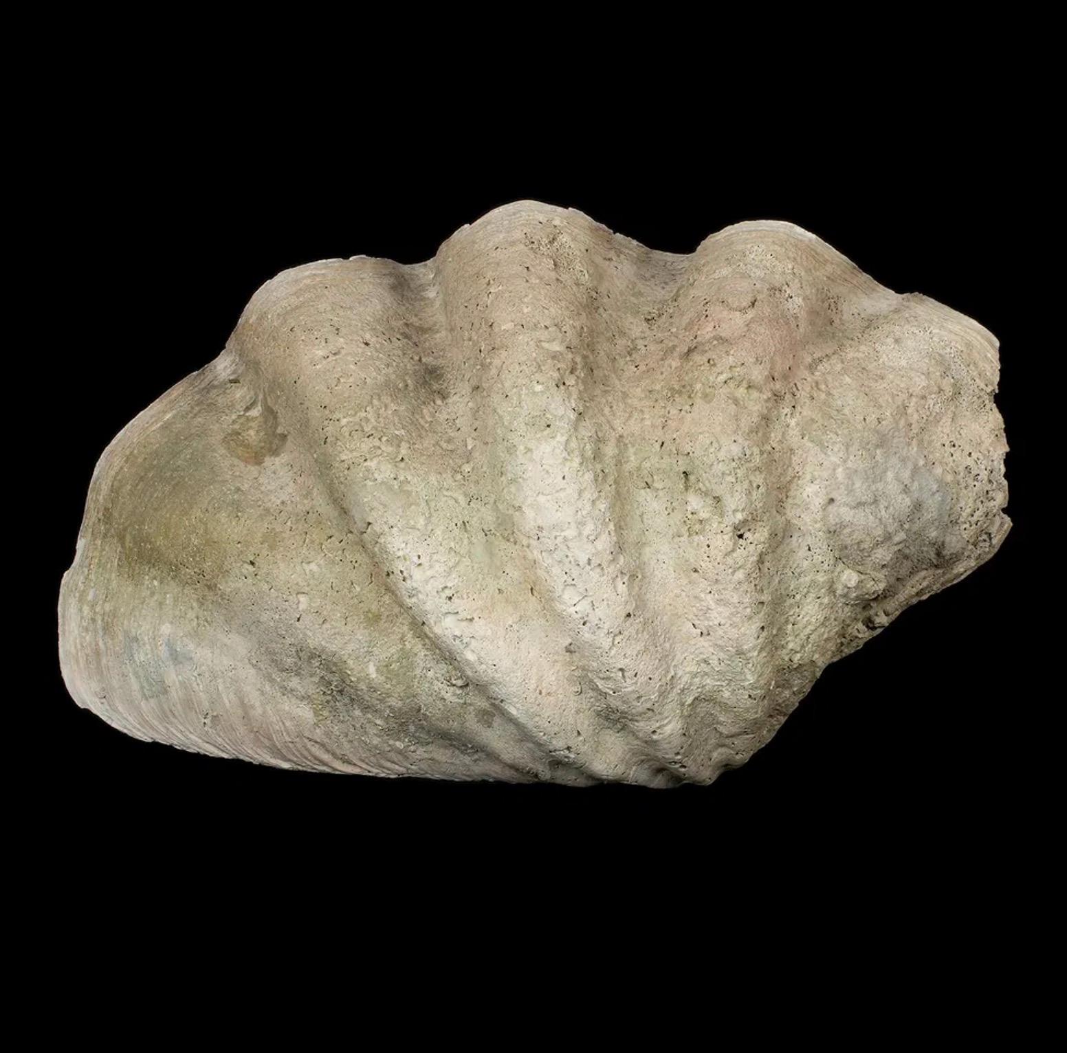 Grande esemplare naturale di conchiglia di vongola gigante Tridacna Gigas del Pacifico meridionale In condizioni buone in vendita a New York, NY