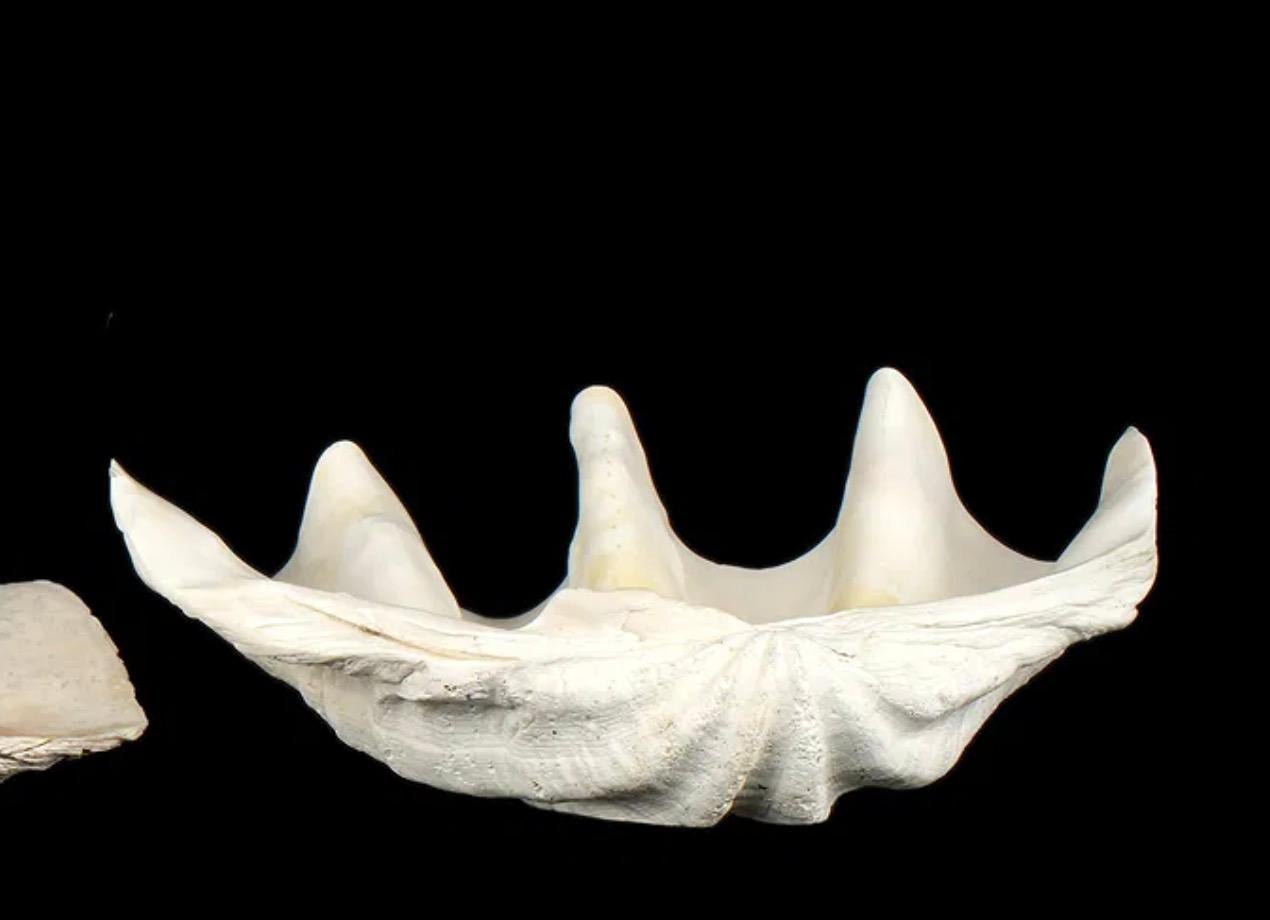 Grande esemplare naturale di conchiglia di vongola gigante Tridacna Gigas del Pacifico meridionale In condizioni buone in vendita a New York, NY
