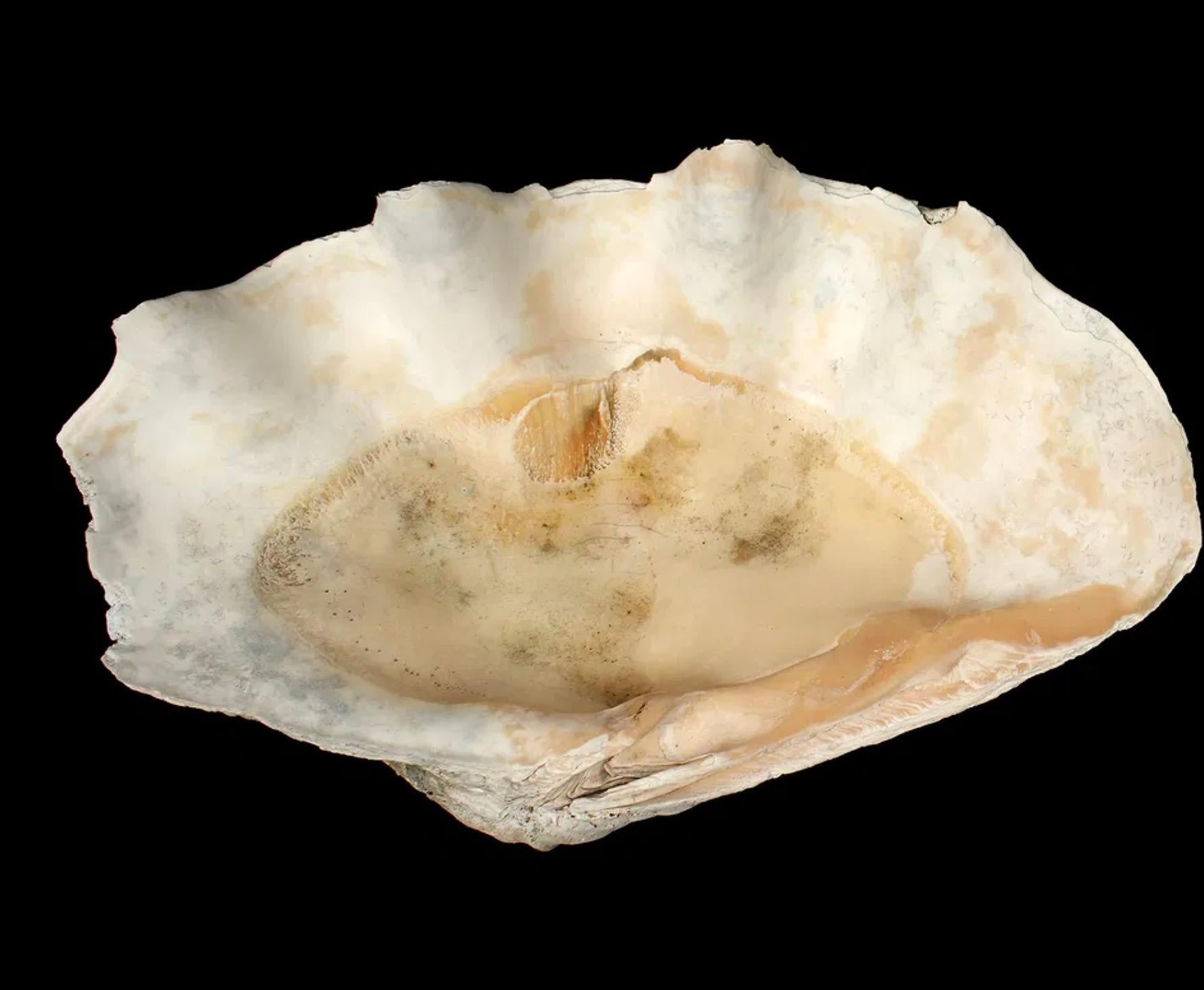 XX secolo Grande esemplare naturale di conchiglia di vongola gigante Tridacna Gigas del Pacifico meridionale in vendita