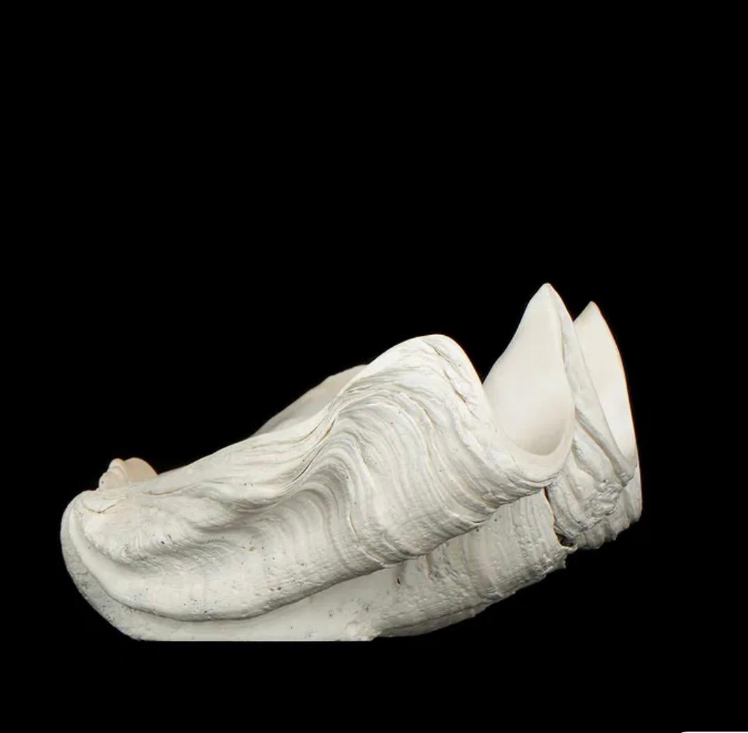 XX secolo Grande esemplare naturale di conchiglia di vongola gigante Tridacna Gigas del Pacifico meridionale in vendita