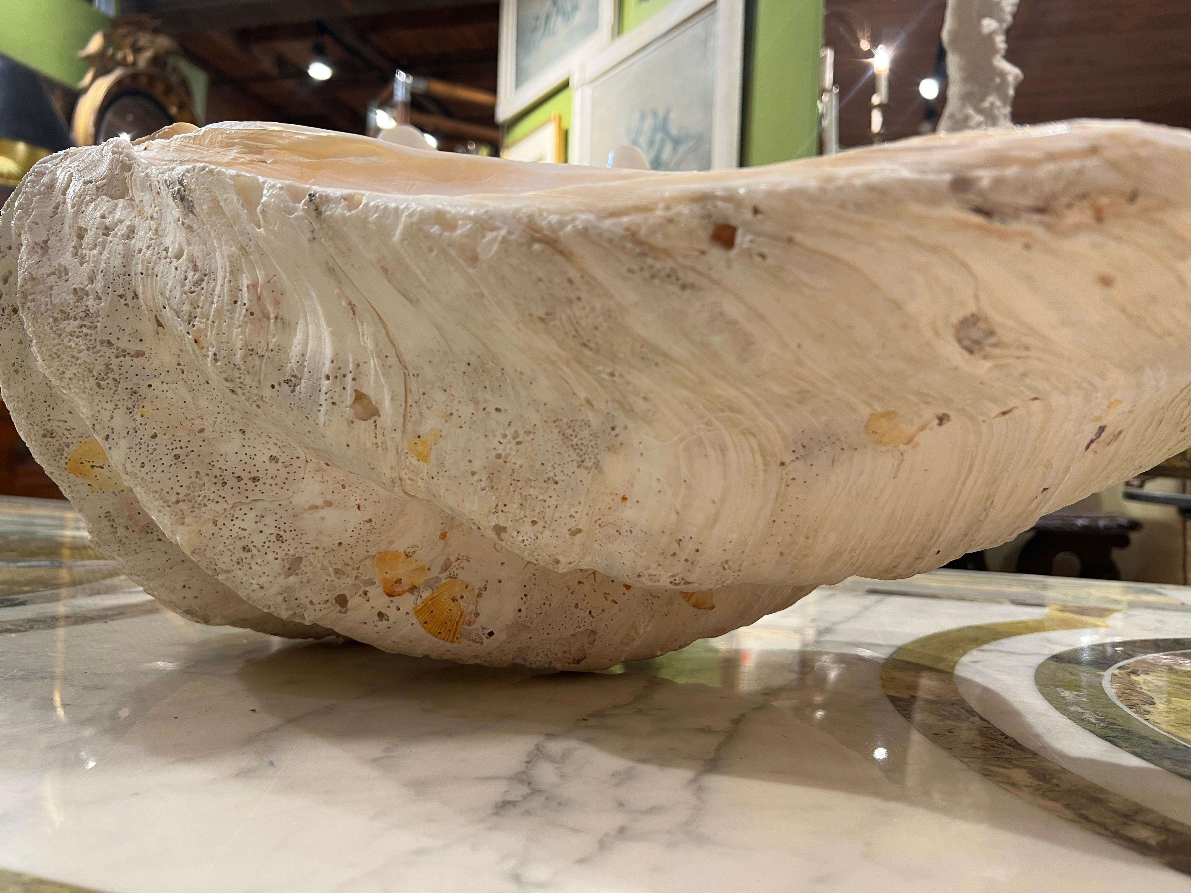 Grande esemplare naturale di conchiglia di vongola gigante Tridacna Gigas del Pacifico meridionale in vendita 1