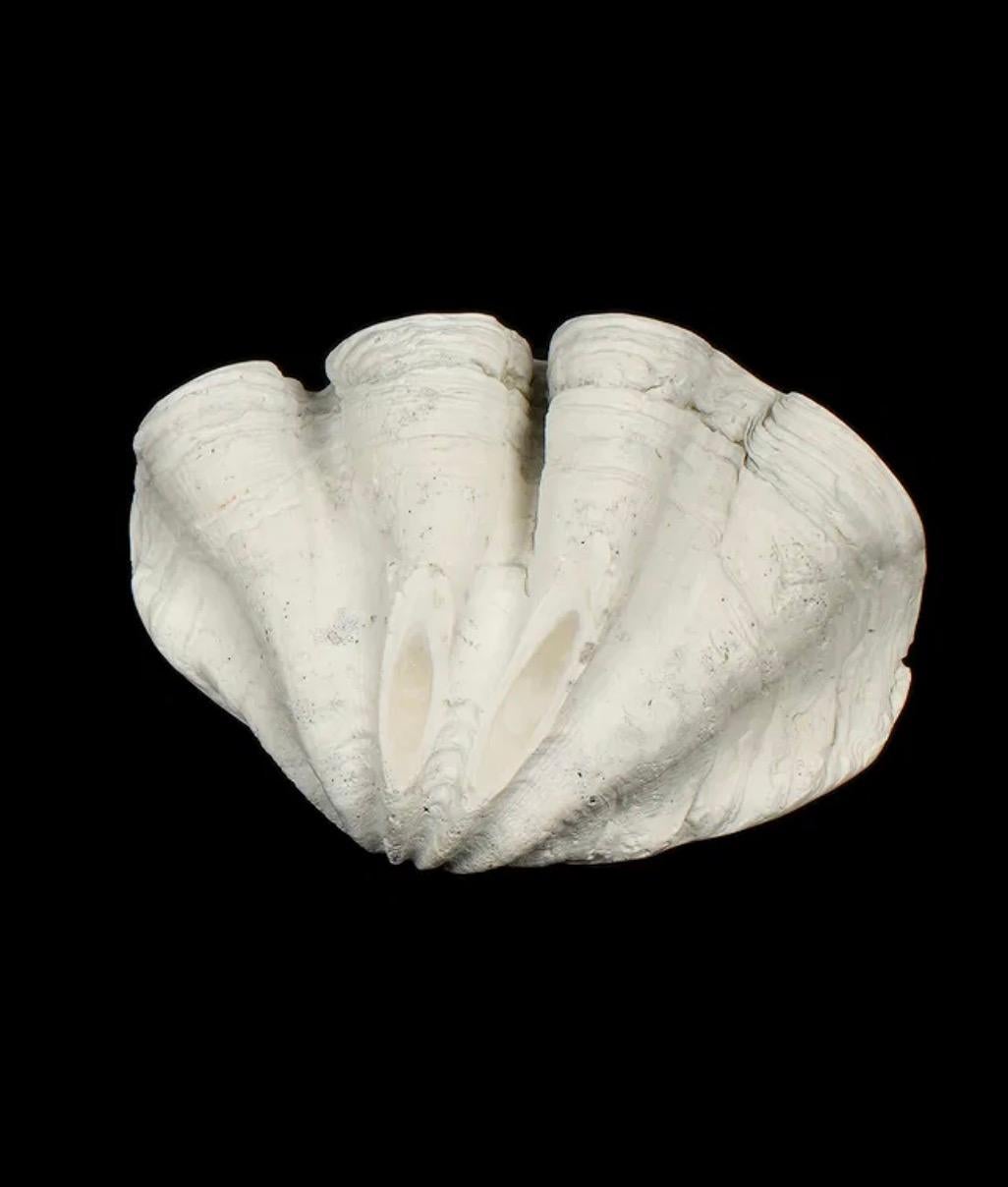 Conchiglia Grande esemplare naturale di conchiglia di vongola gigante Tridacna Gigas del Pacifico meridionale in vendita
