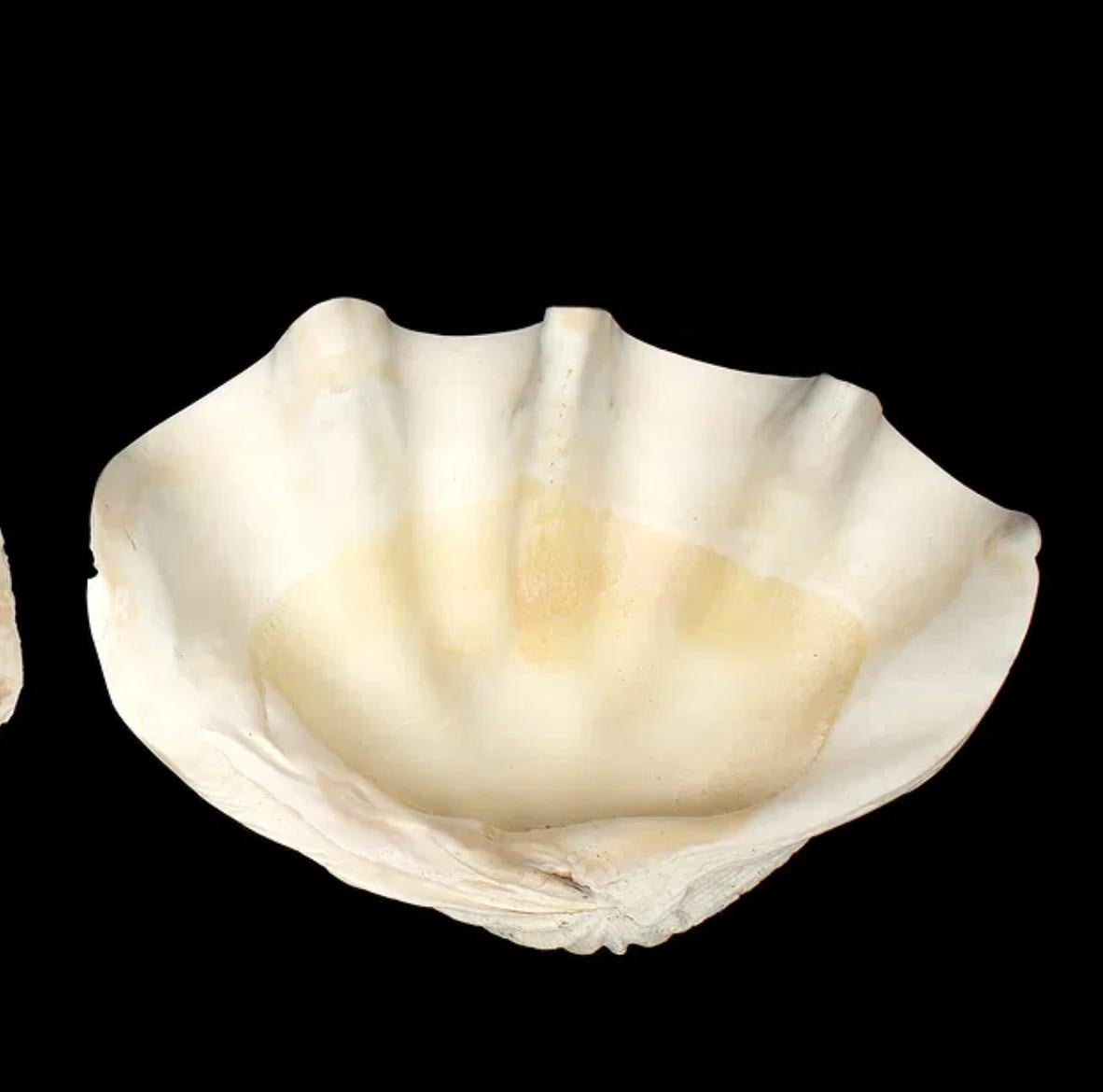 Grande esemplare naturale di conchiglia di vongola gigante Tridacna Gigas del Pacifico meridionale in vendita 1
