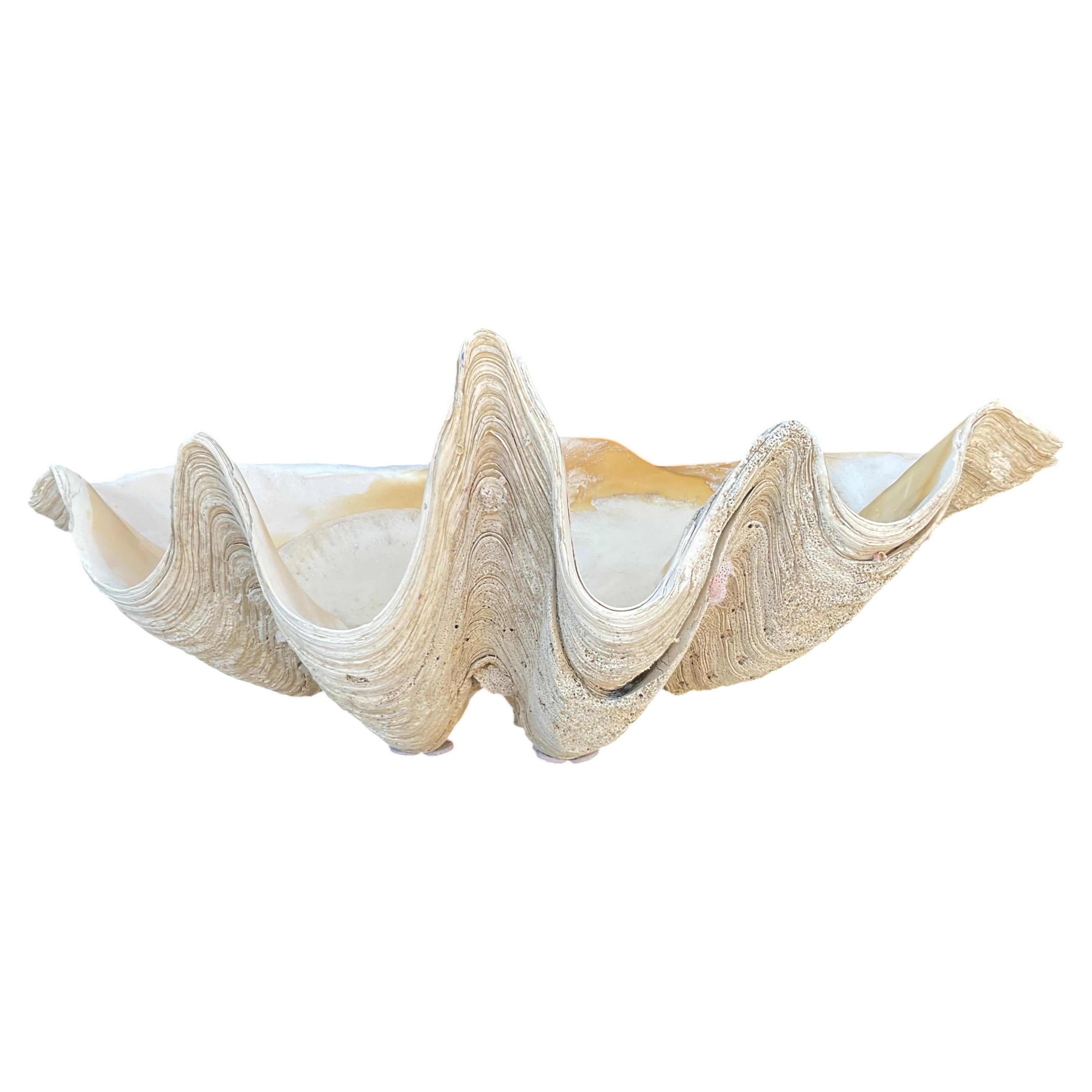 Large Natural South Pacific Tridacna Gigas Giant Clam Shell Specimen