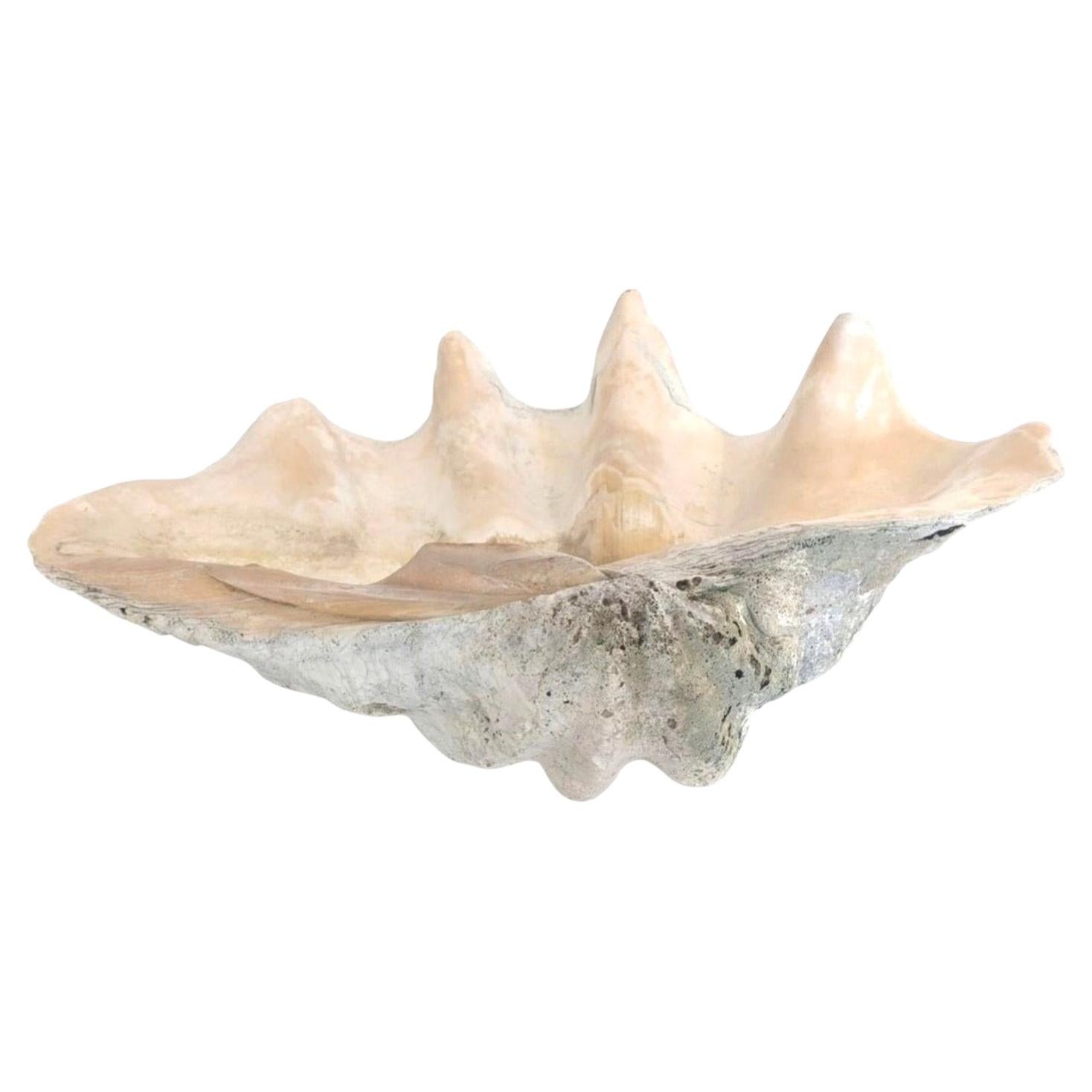 Large Natural South Pacific Tridacna Gigas Giant Clam Shell Specimen
