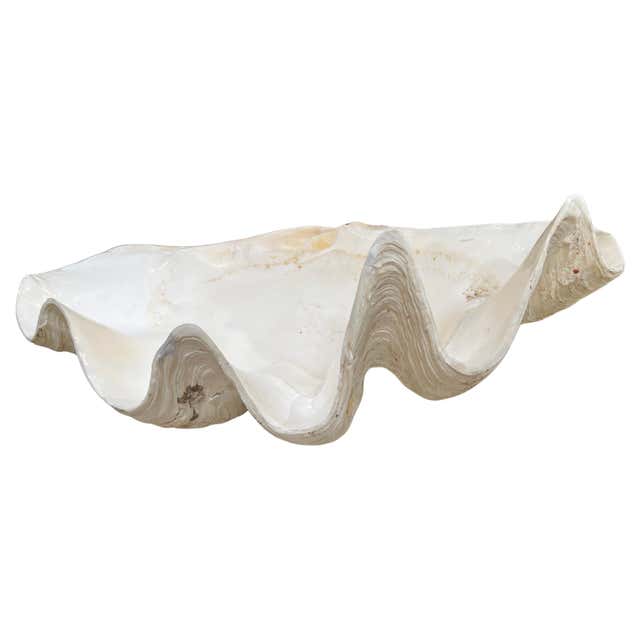 Sp Clam Shells A Vintage Large Natural South Pacific Giant Clam Shell For Sale at 1stDibs