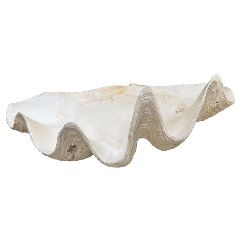A Vintage Large Natural South Pacific Giant Clam Shell For Sale at 1stDibs