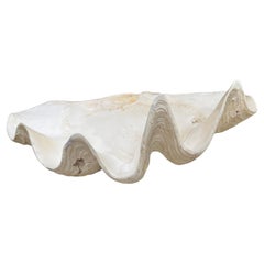 Großes natürliches Tridacna Gigas Muschel-Exemplar aus dem Südpazifik, riesige Muschelform