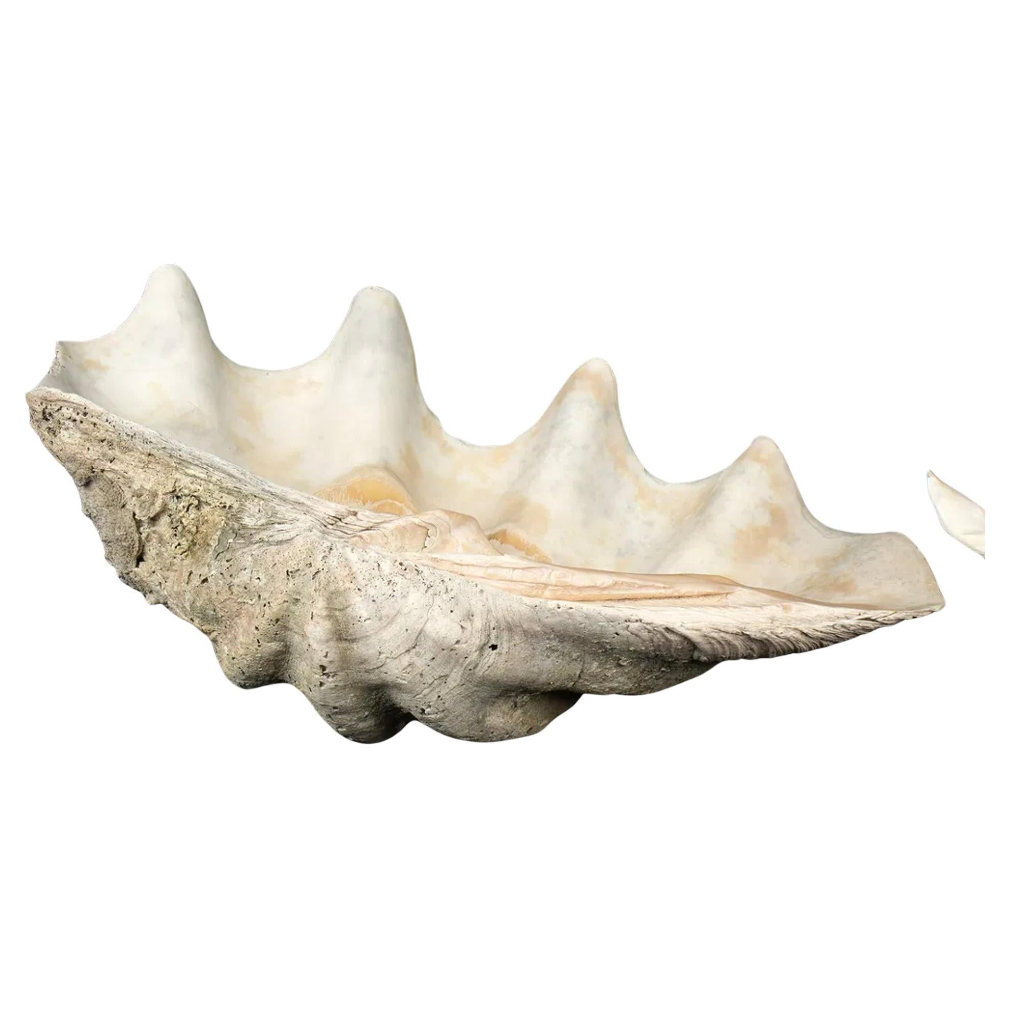 Grande esemplare naturale di conchiglia di vongola gigante Tridacna Gigas del Pacifico meridionale