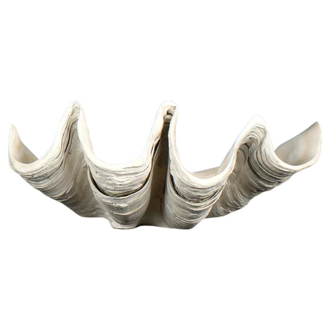 Grande esemplare naturale di conchiglia di vongola gigante Tridacna Gigas del Pacifico meridionale in vendita