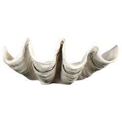 Grande esemplare naturale di conchiglia di vongola gigante Tridacna Gigas del Pacifico meridionale