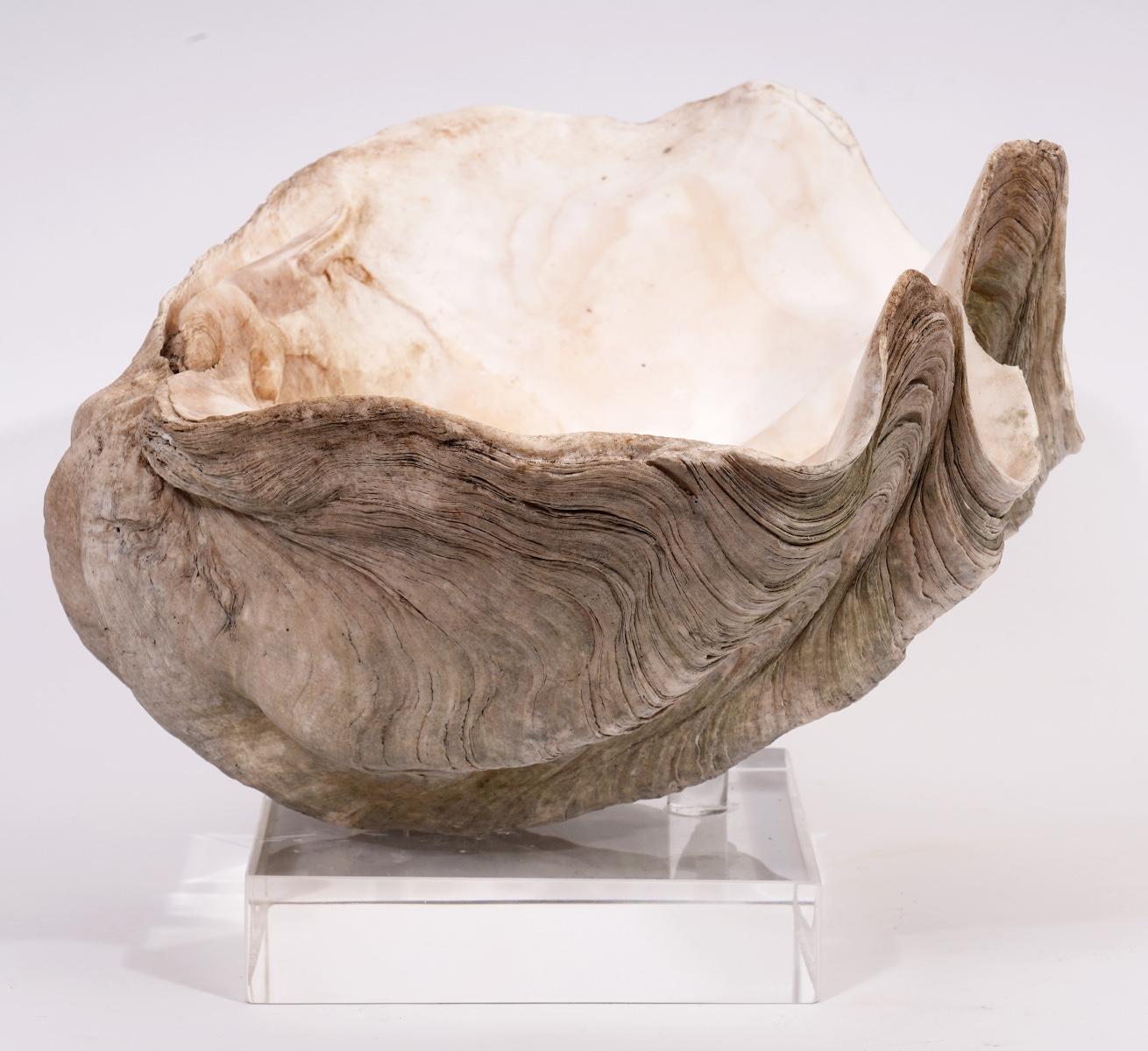 17 inches long this clam shell has great sculptural qualities. The chrome base with Lucite poles in which the shell rests makes it easy to place and raises the shell for an enhanced visual impression.