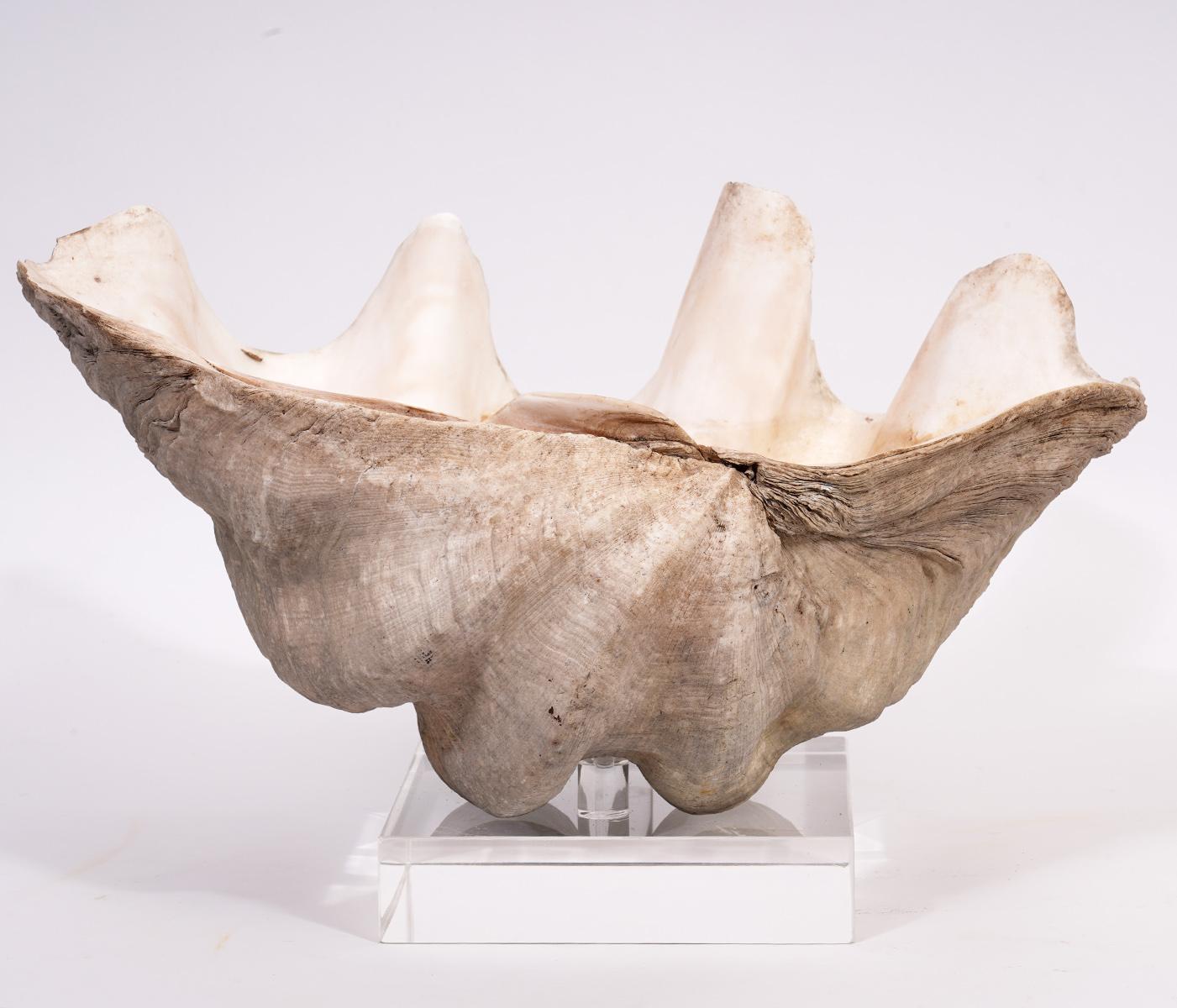 Organic Modern Large Natural Tridacna Gigas High Elbow Clam Shell on Chrome and Lucite Base