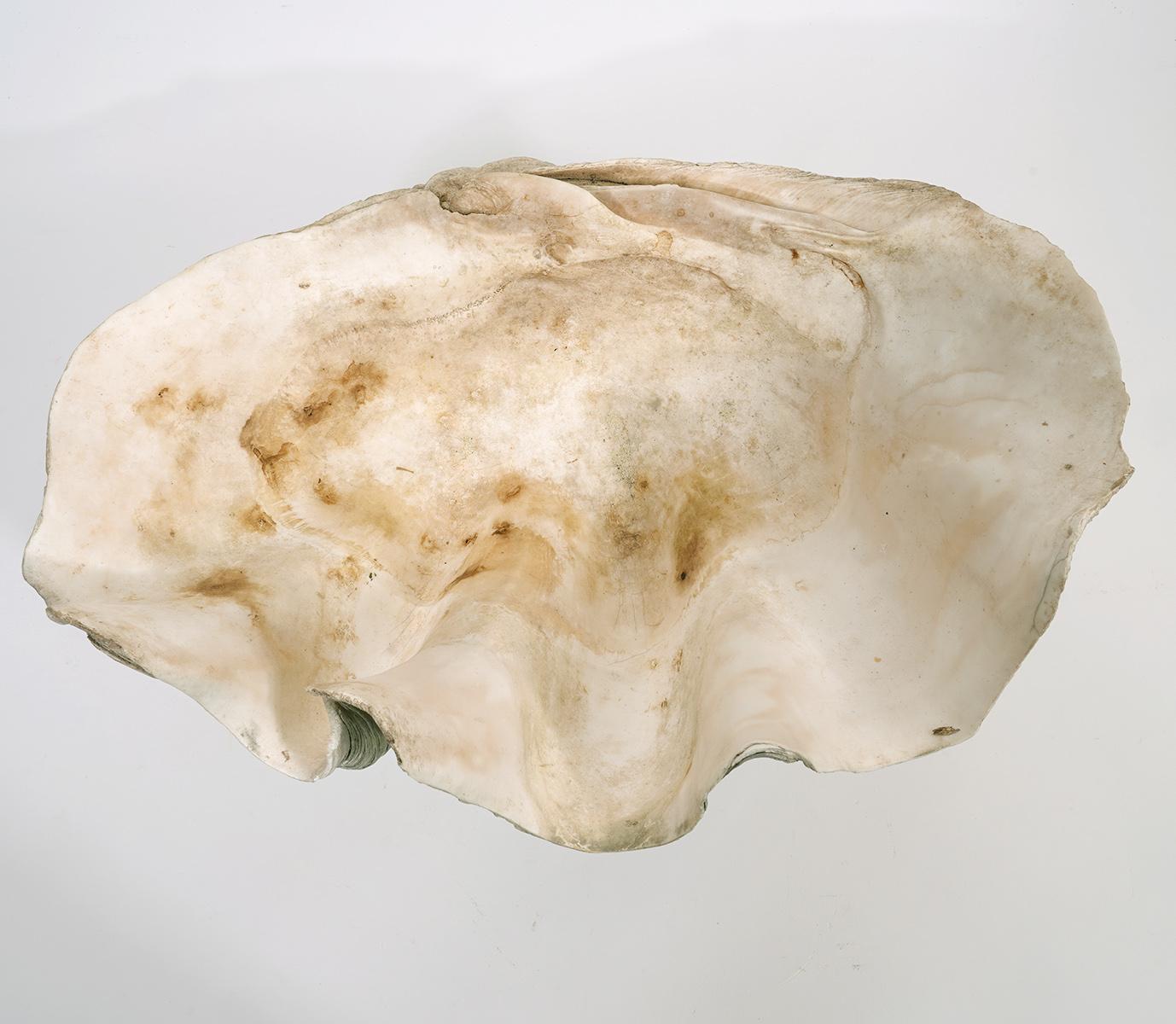 Large Natural Tridacna Gigas High Elbow Clam Shell on Chrome and Lucite Base In Good Condition In Ft. Lauderdale, FL