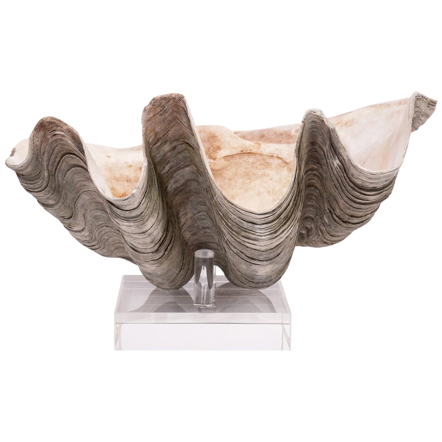 Large Natural Tridacna Gigas High Elbow Clam Shell on Chrome and Lucite Base