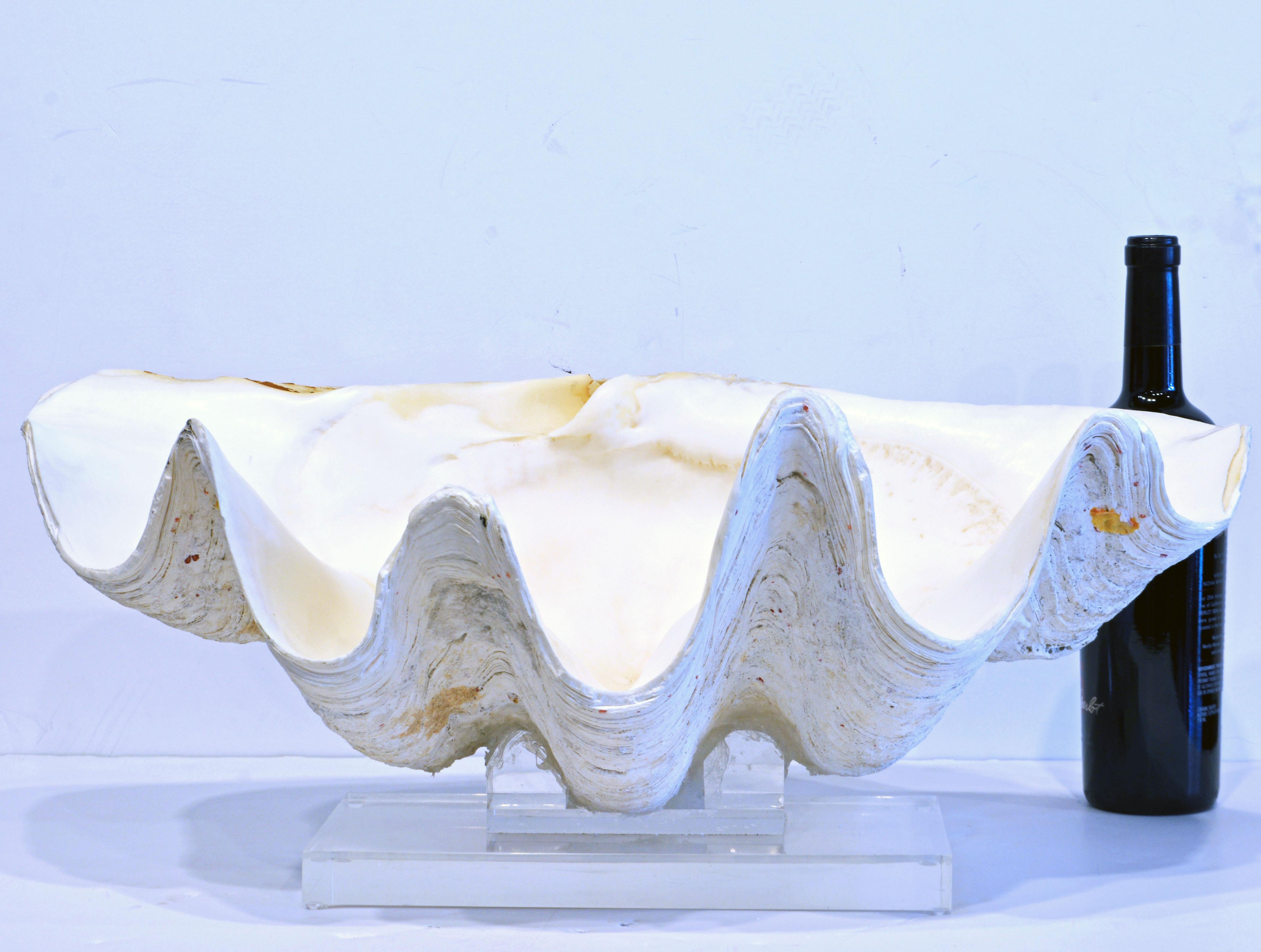 Large Natural Tridacna Gigas High Elbow Clam Shell on Lucite Base 5