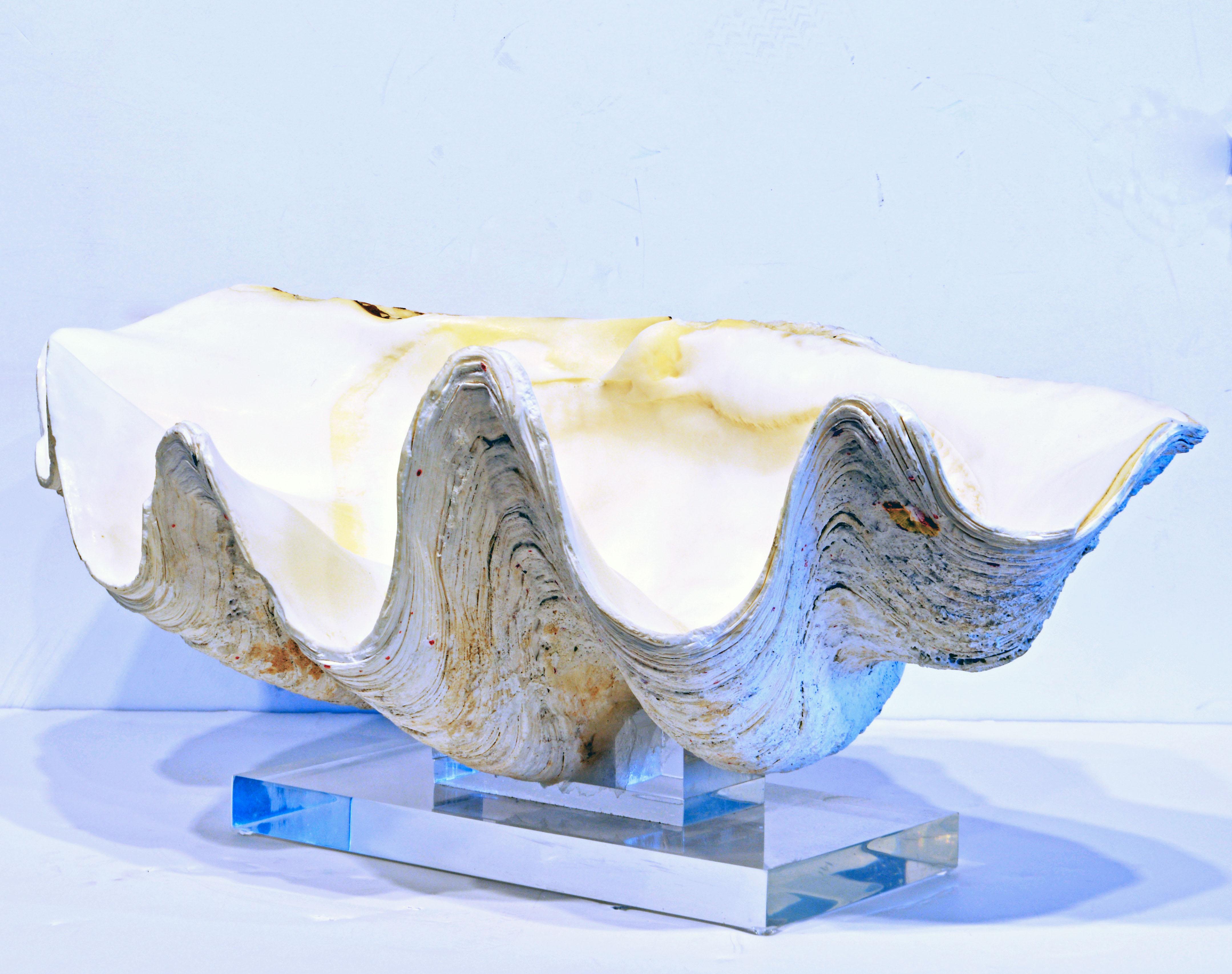 24 inches long this clam shell has great sculptural qualities. The Lucite base makes it easy to place and raises the shell for an enhanced visual impression.