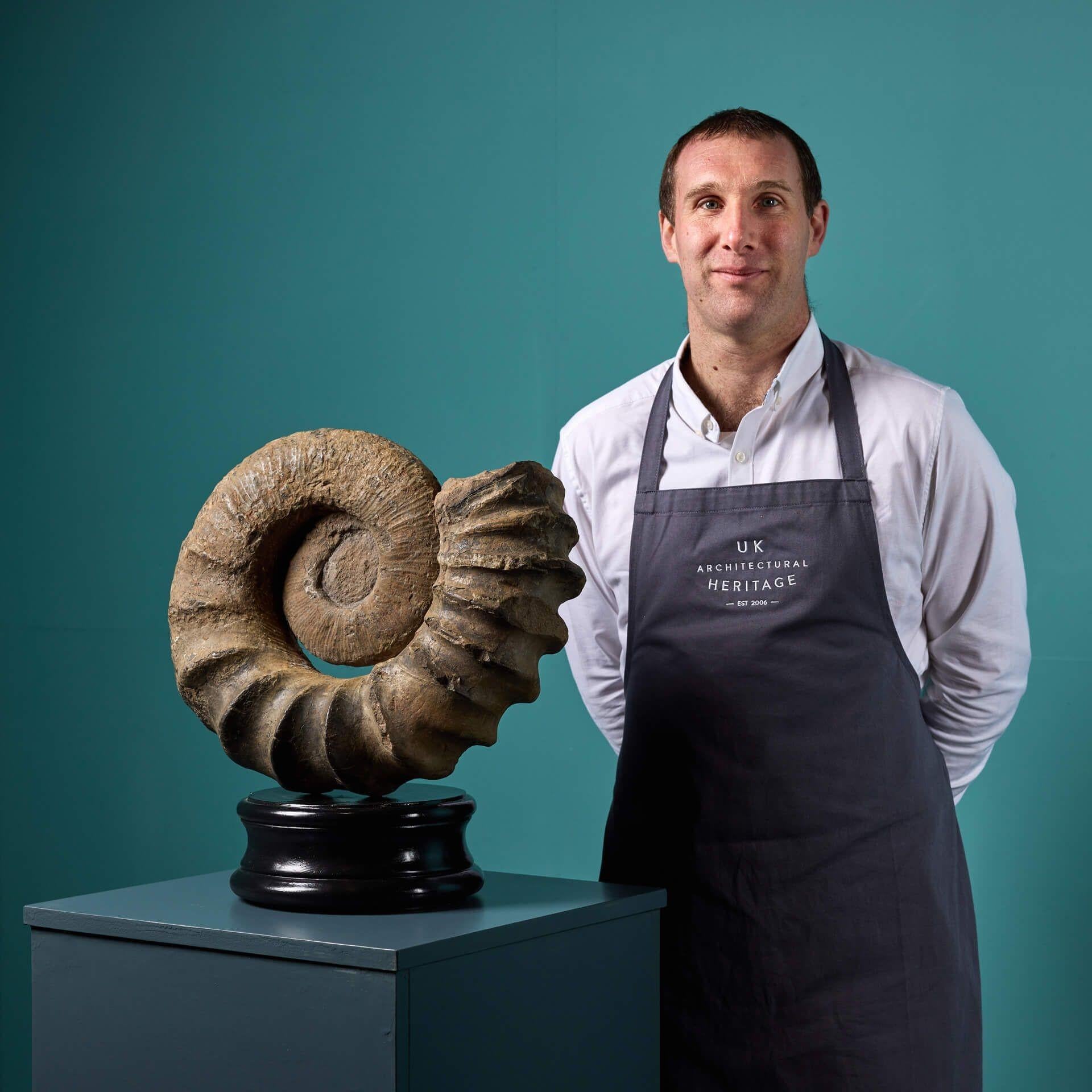 A superb naturally occurring tropaeum ammonite fossil mounted on one of our exclusive large display plinths originating from Whale Chine, Chale Bay, Isle of Wight.

Dating from the early cretaceous period (145 – 100 million years ago), this large