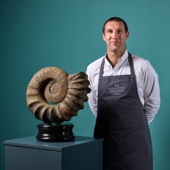 Large Natural Tropaeum Ammonite Fossil