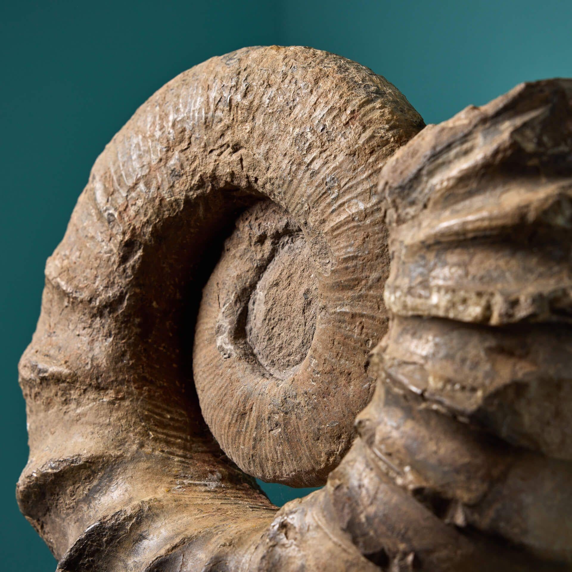 Großes natürliches Tropaeum Ammonit-Fossil aus Ammonit (Englisch) im Angebot