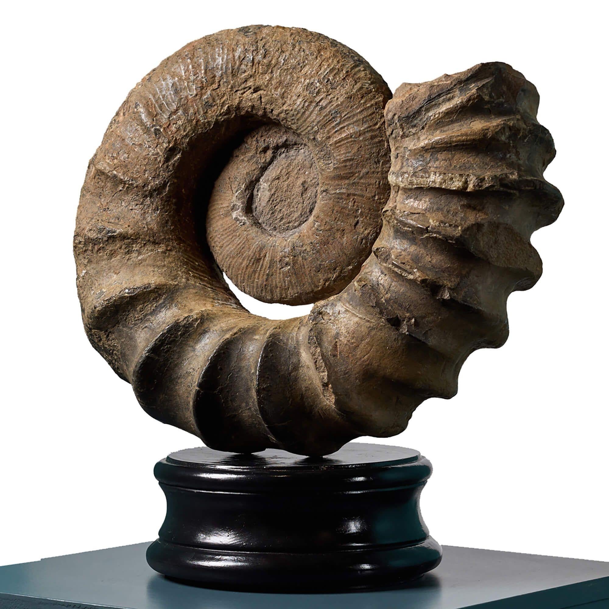 Large Natural Tropaeum Ammonite Fossil In Fair Condition For Sale In Wormelow, Herefordshire