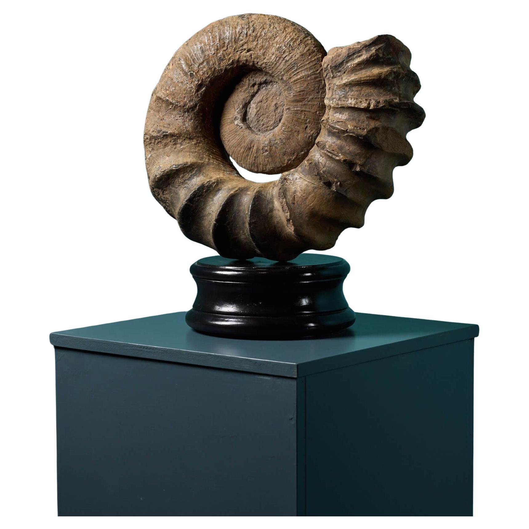 Large Natural Tropaeum Ammonite Fossil For Sale